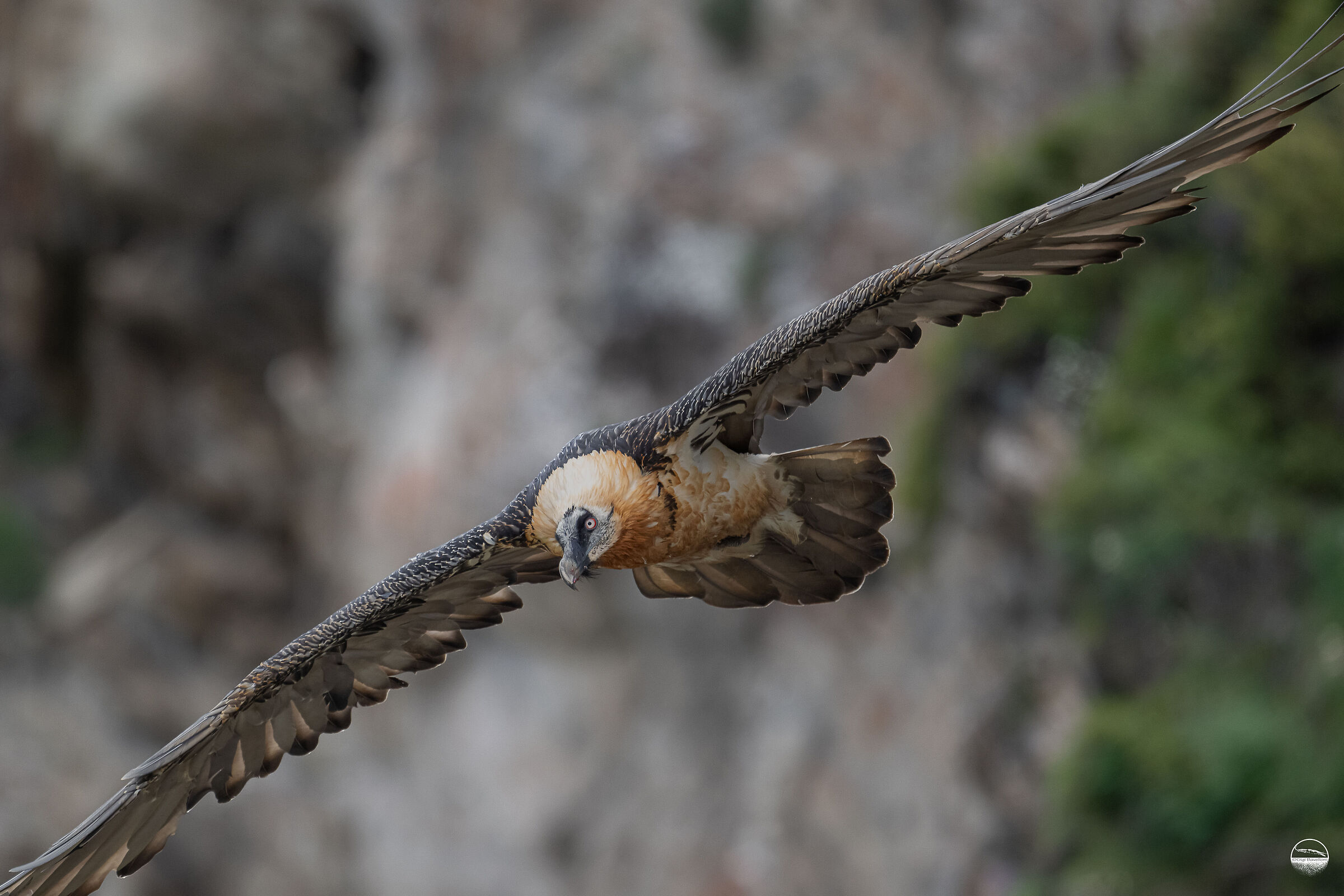 Bearded vulture