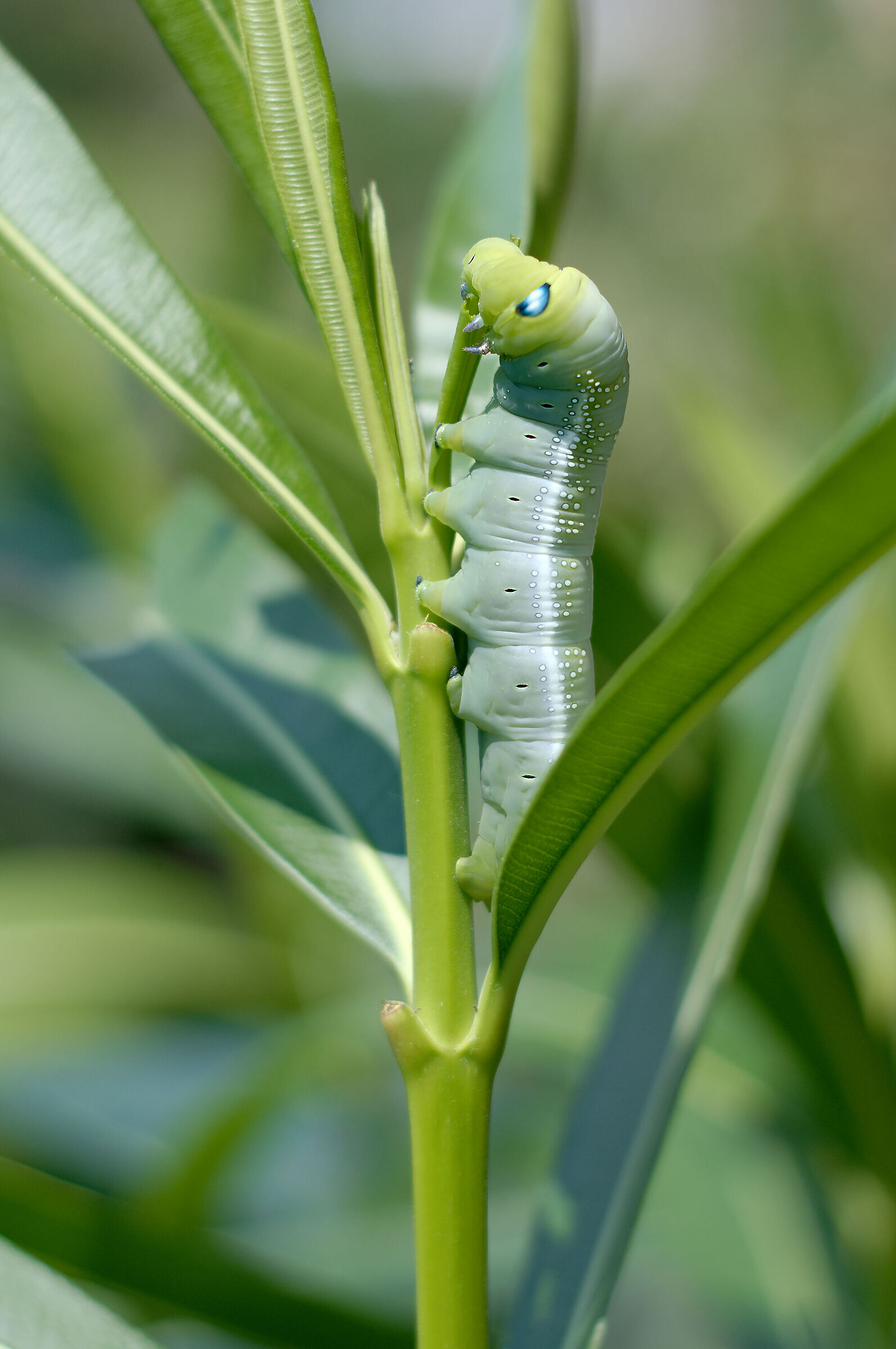 Giant caterpillar