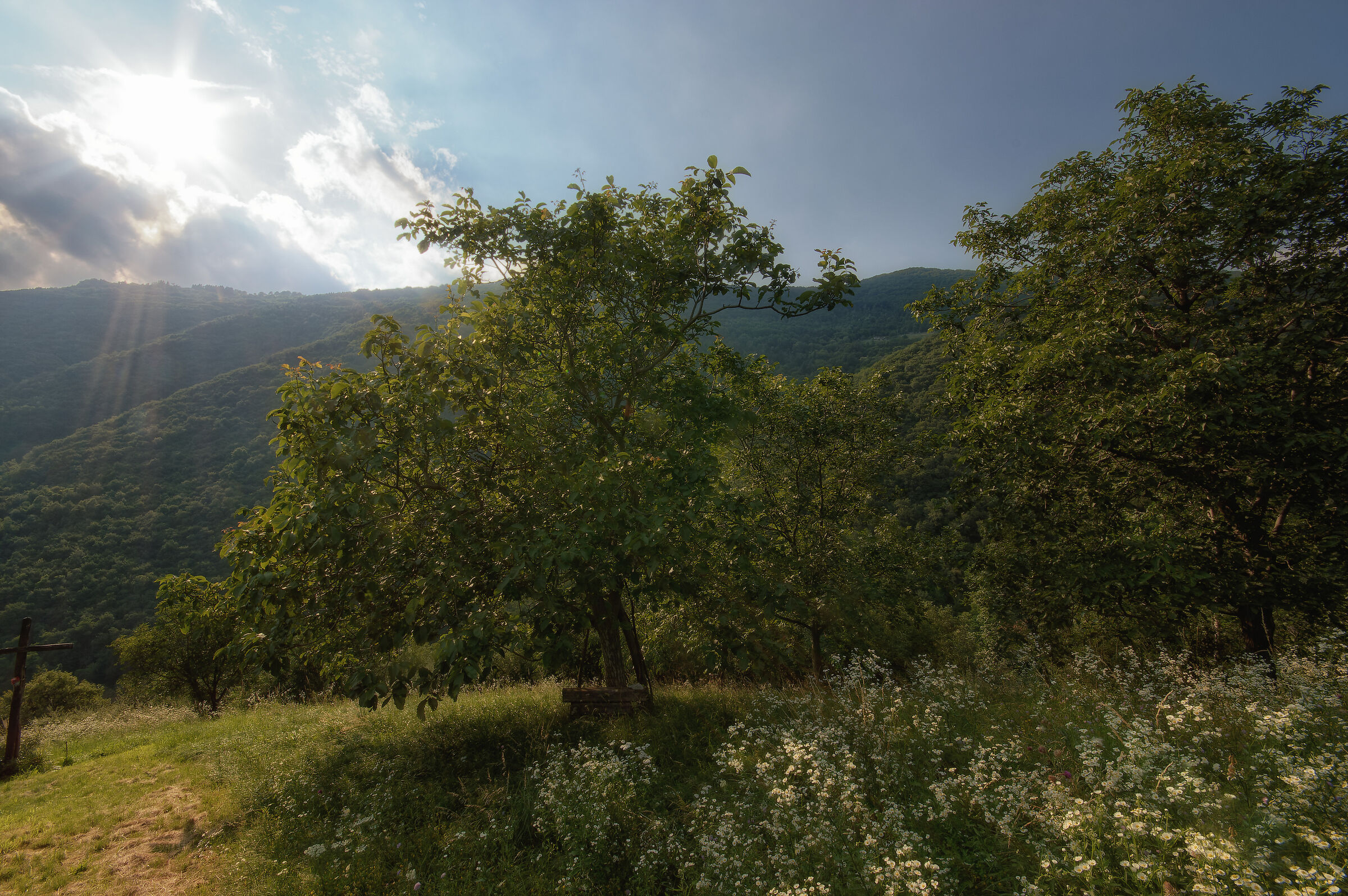 The trees and the summer