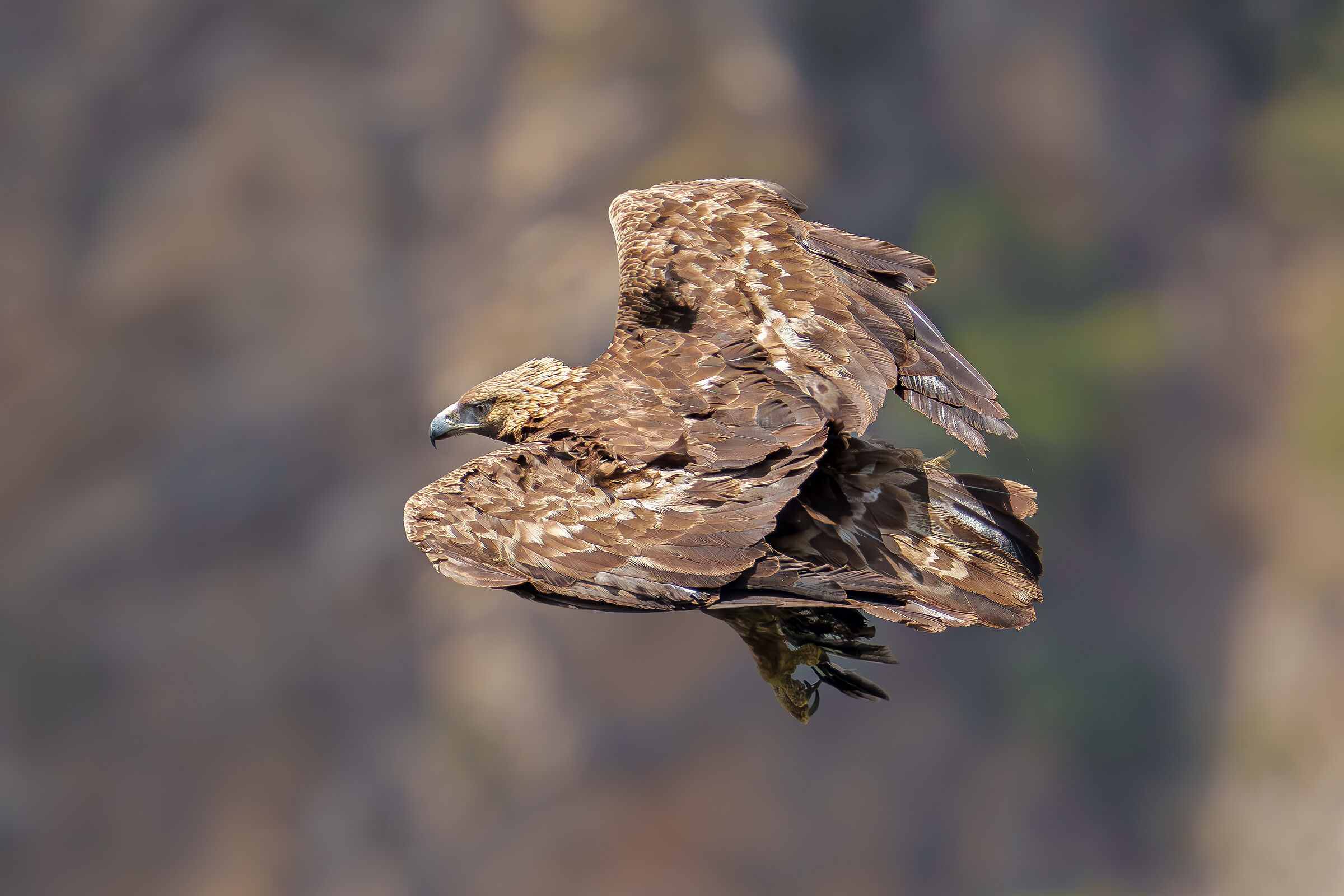 Golden eagle