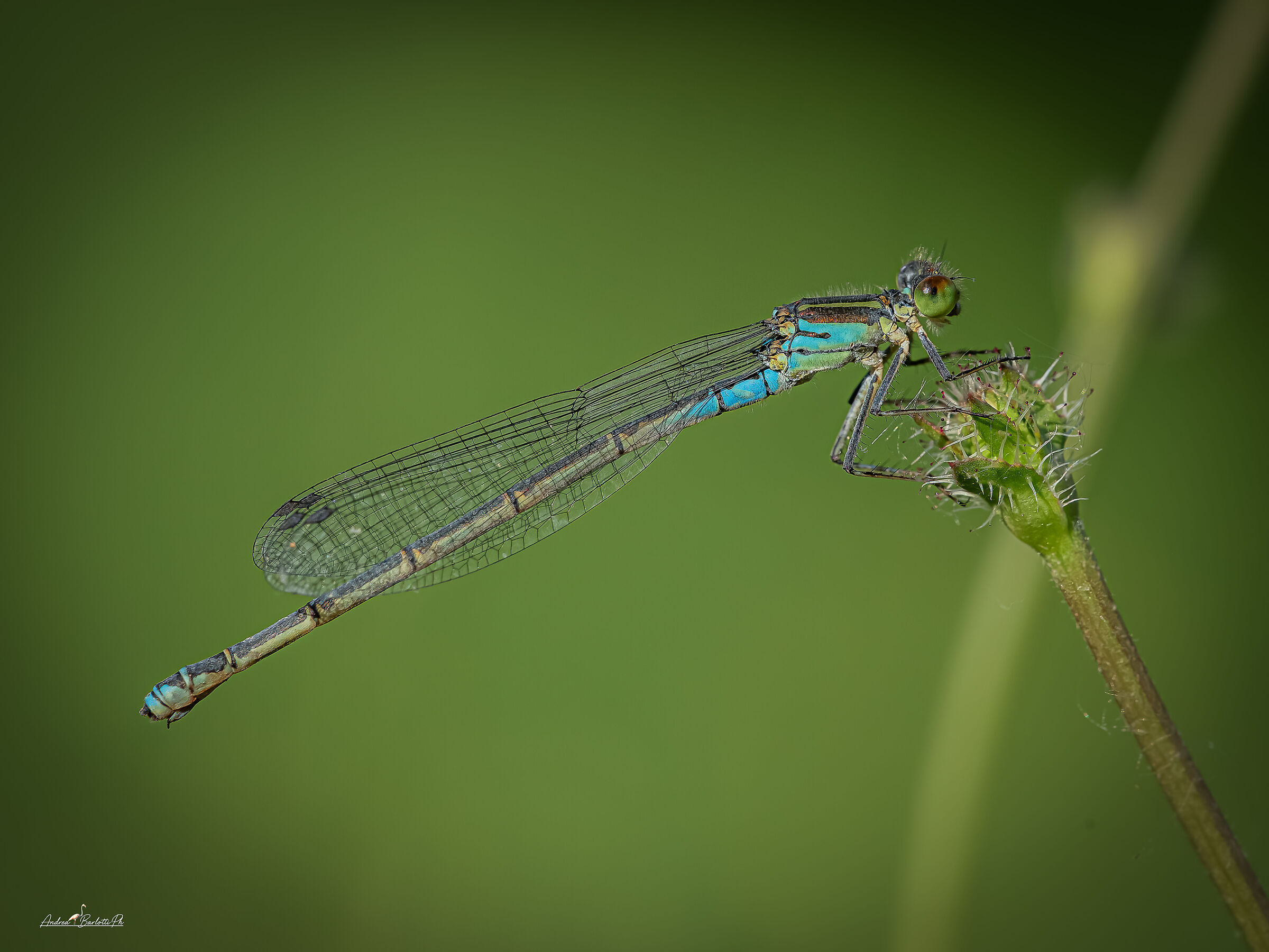 Erythromma viridulum female