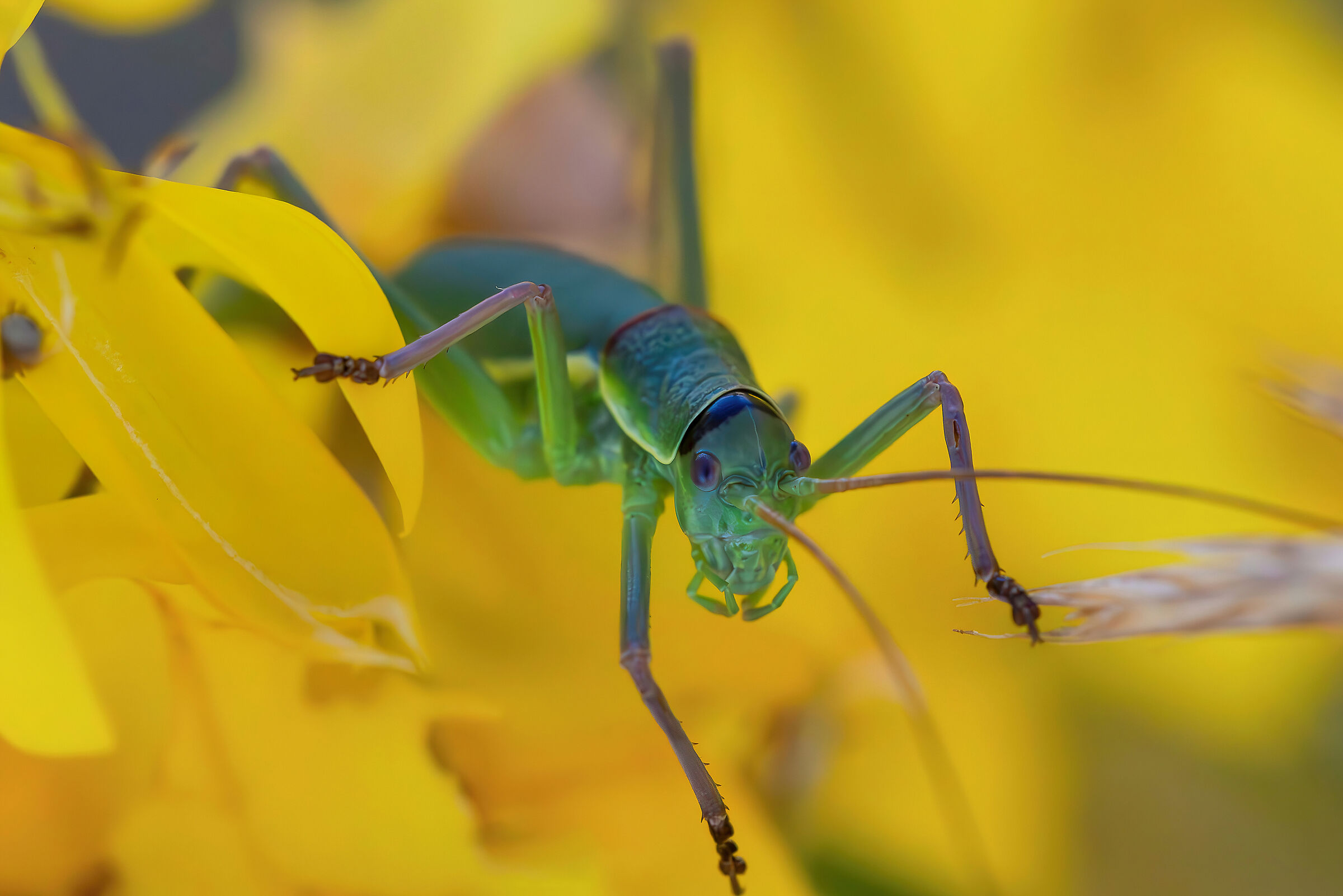 Ephippiger sp. z o.o.