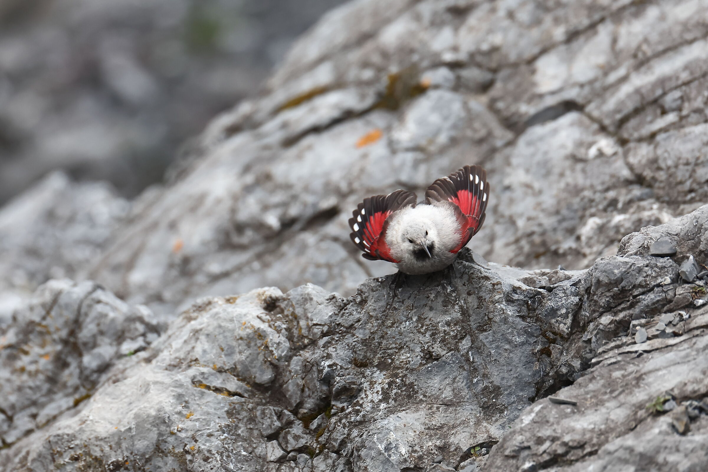 Wallcreeper