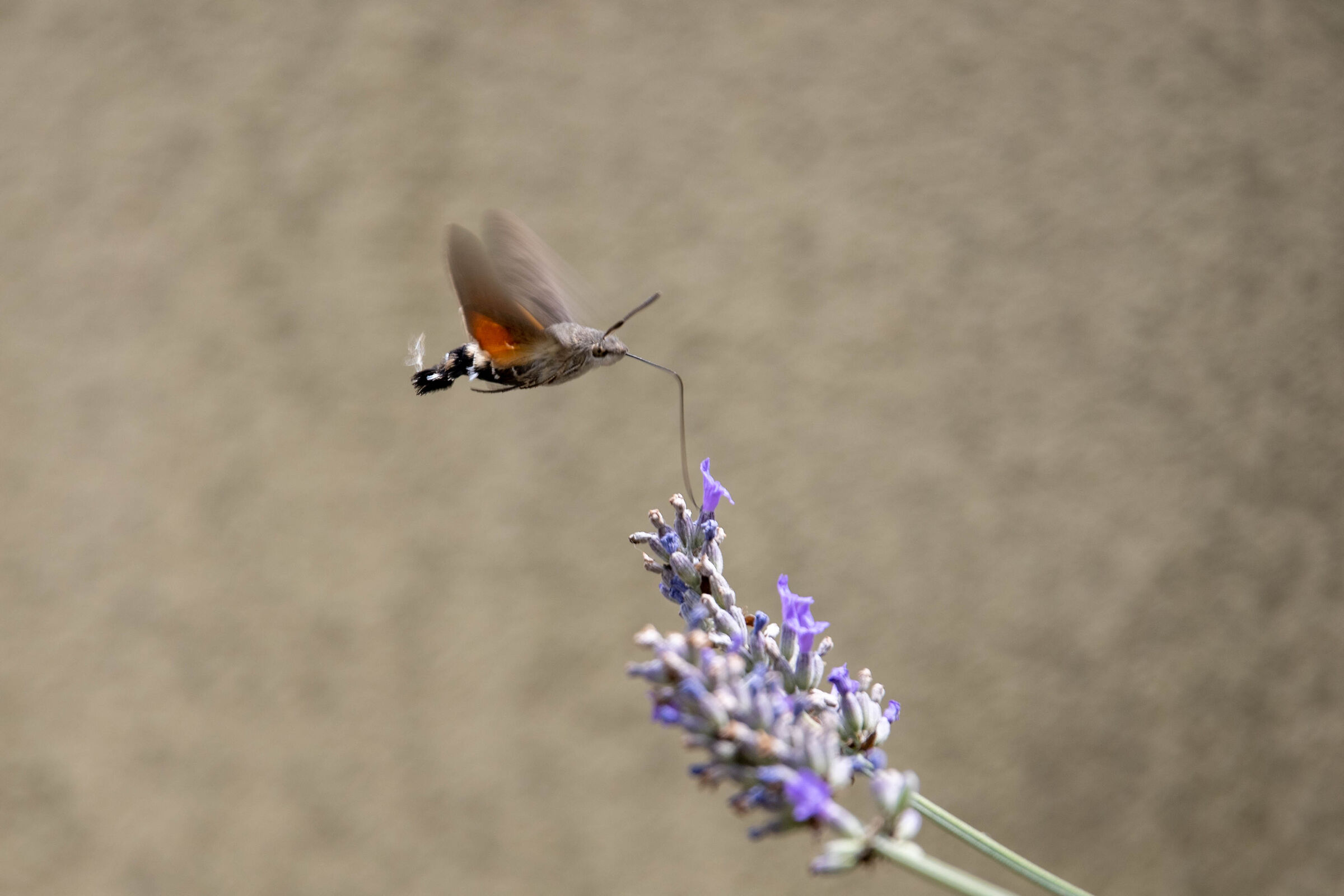 Sfinge del galio