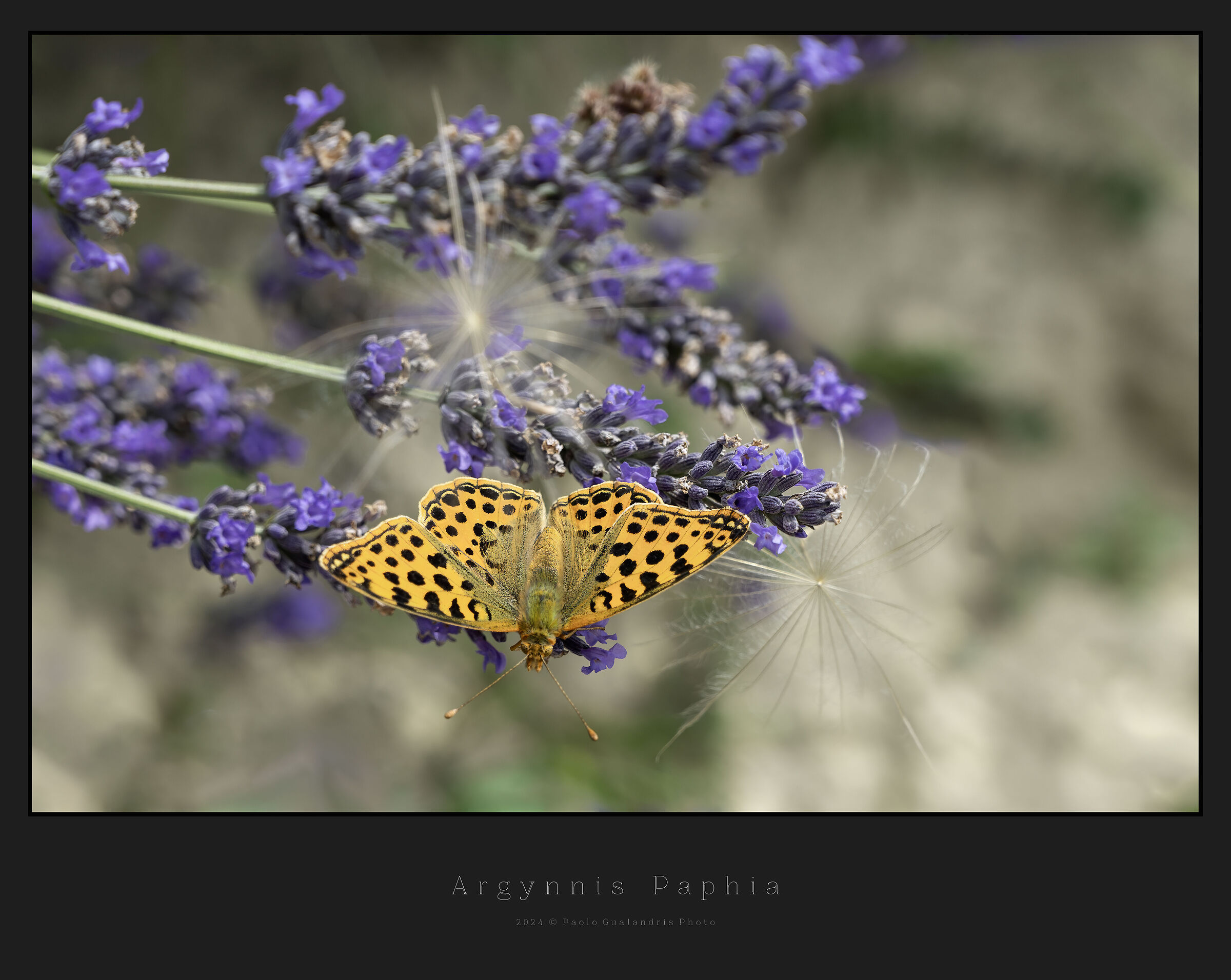 Argynnis Paphia