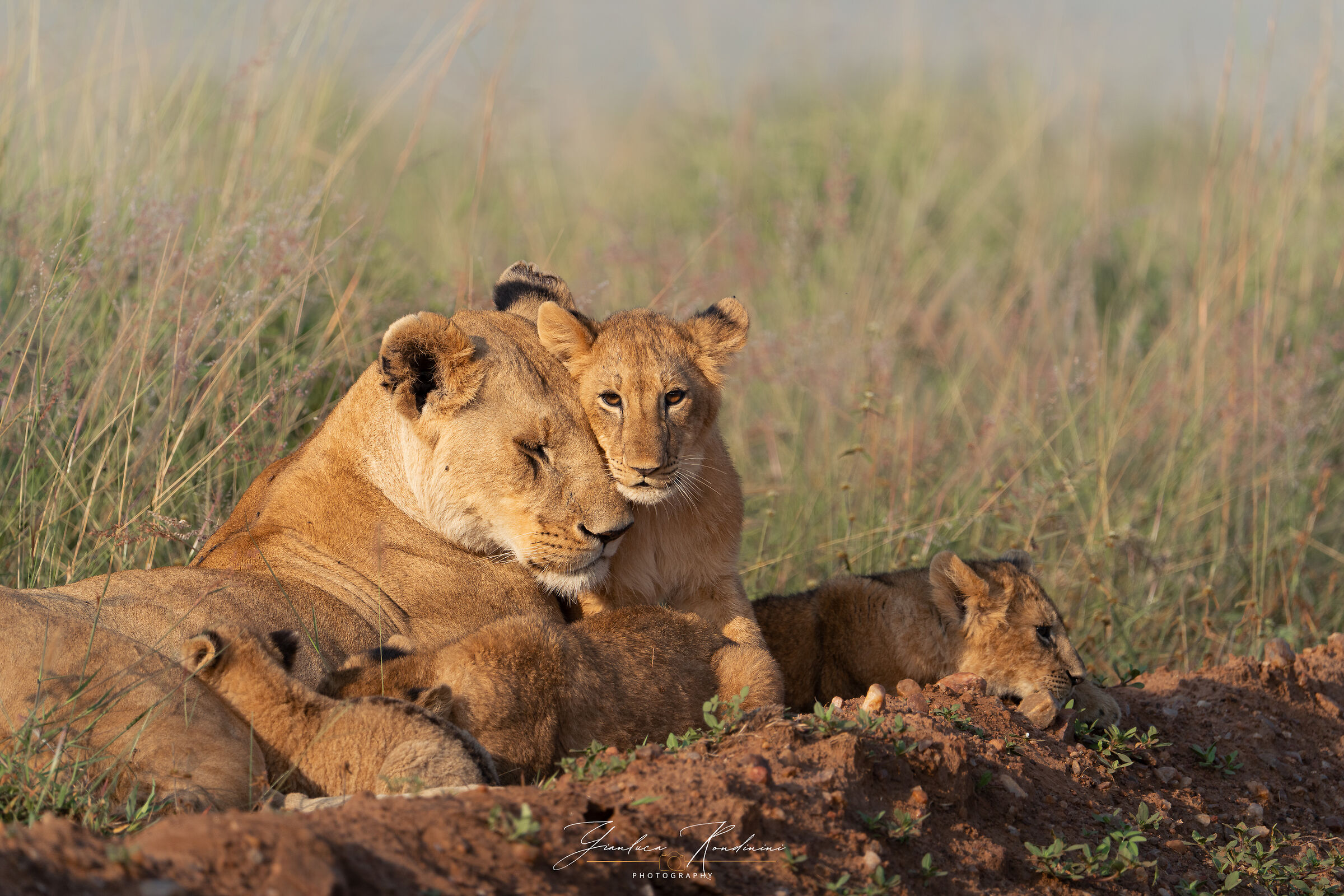 Il vero, incondizionato amore, Masai Mara