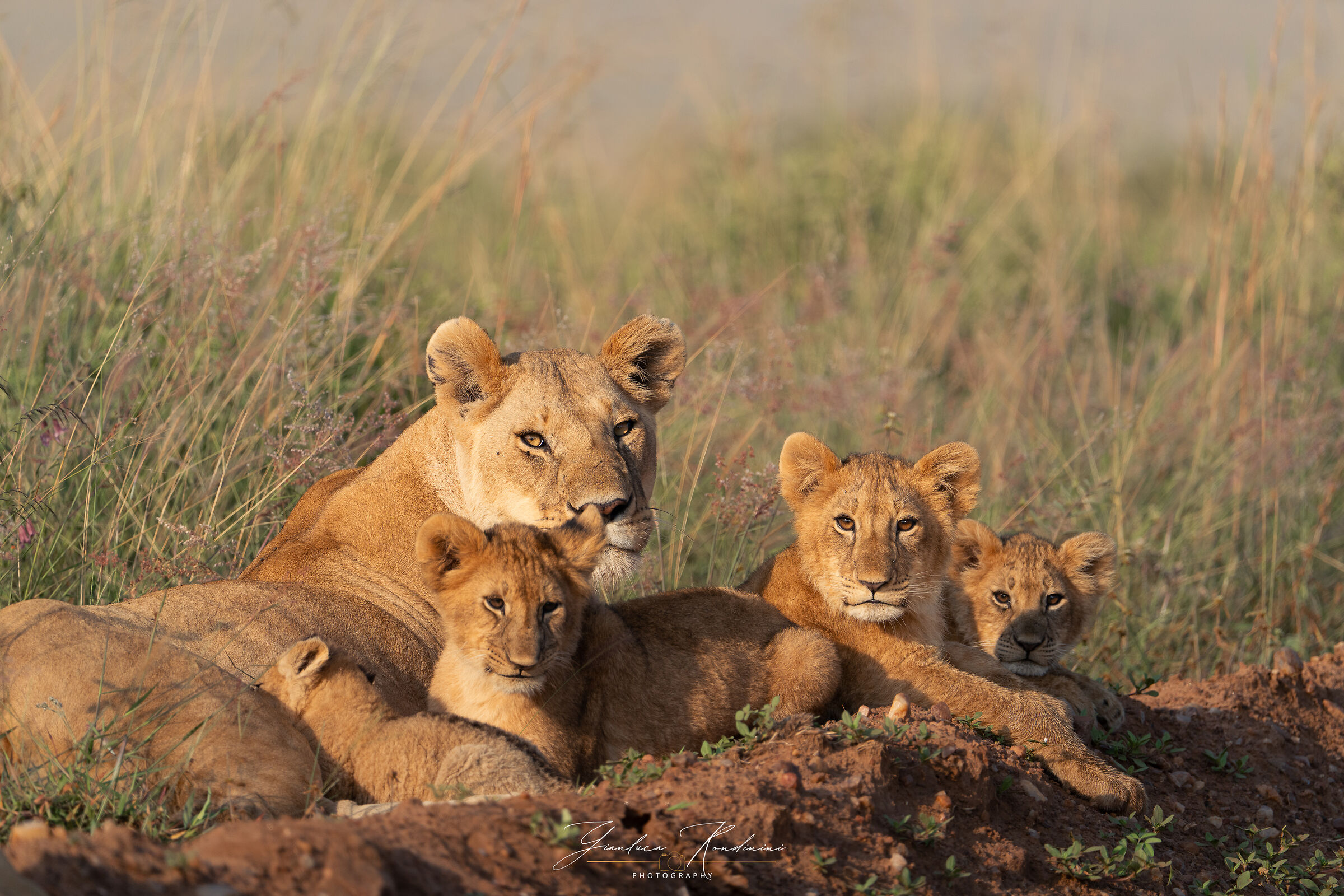 Ritratto di famiglia, Masai Mara
