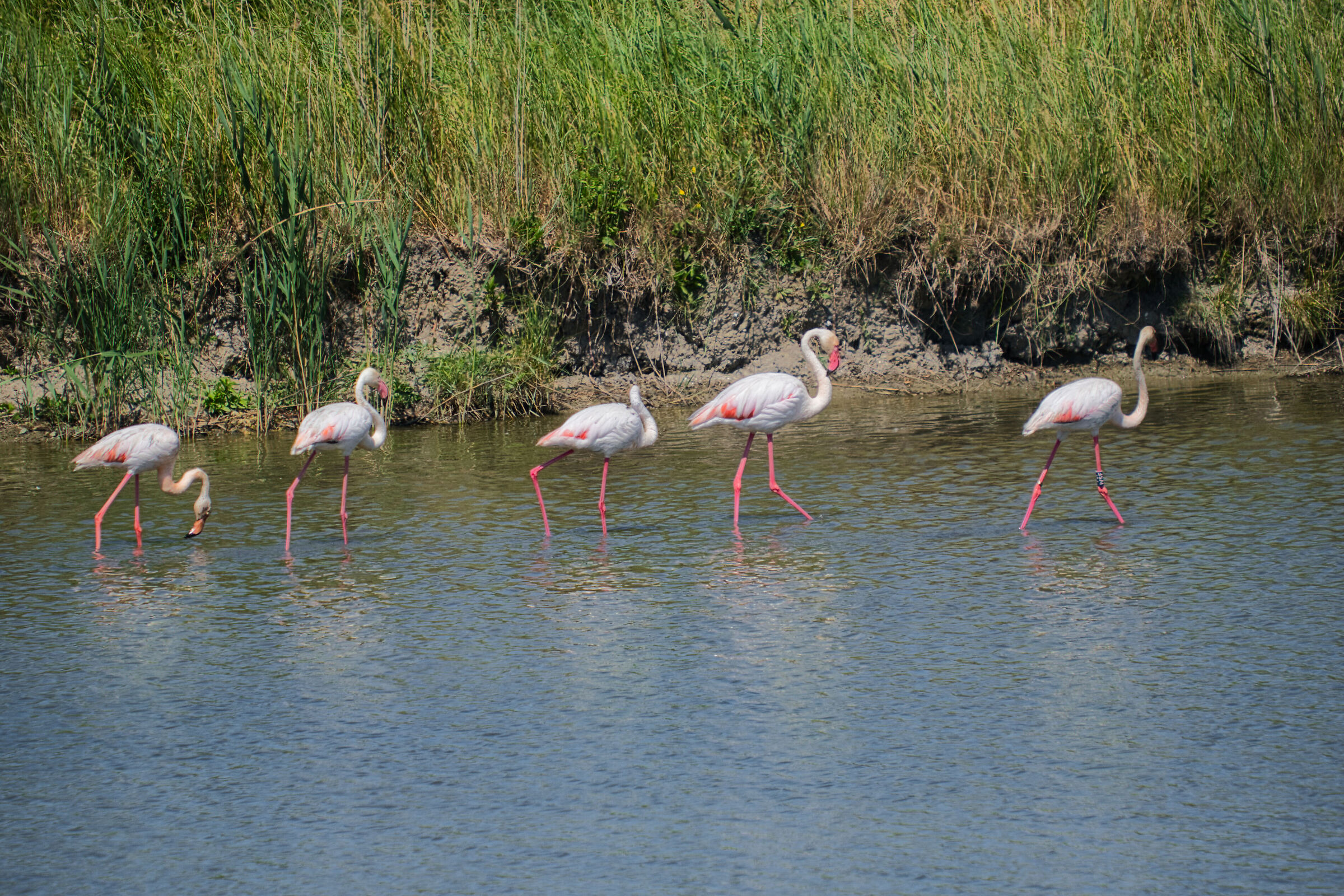 Flamingoes