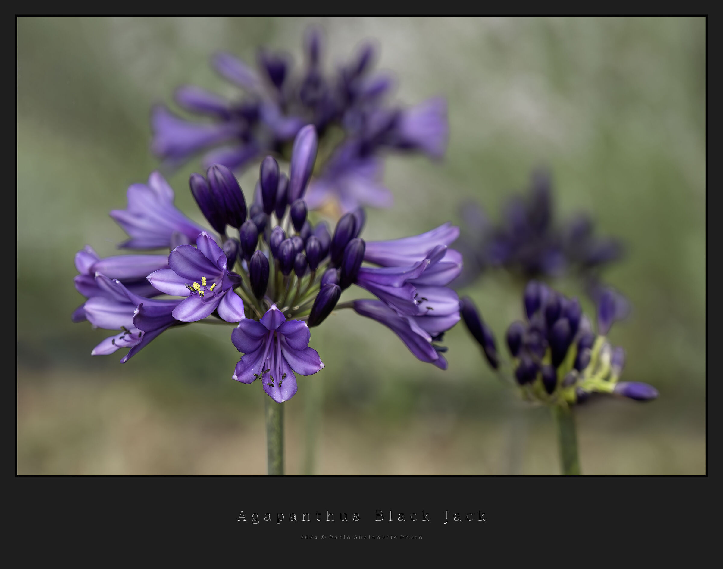 Agaphantus Black Jack