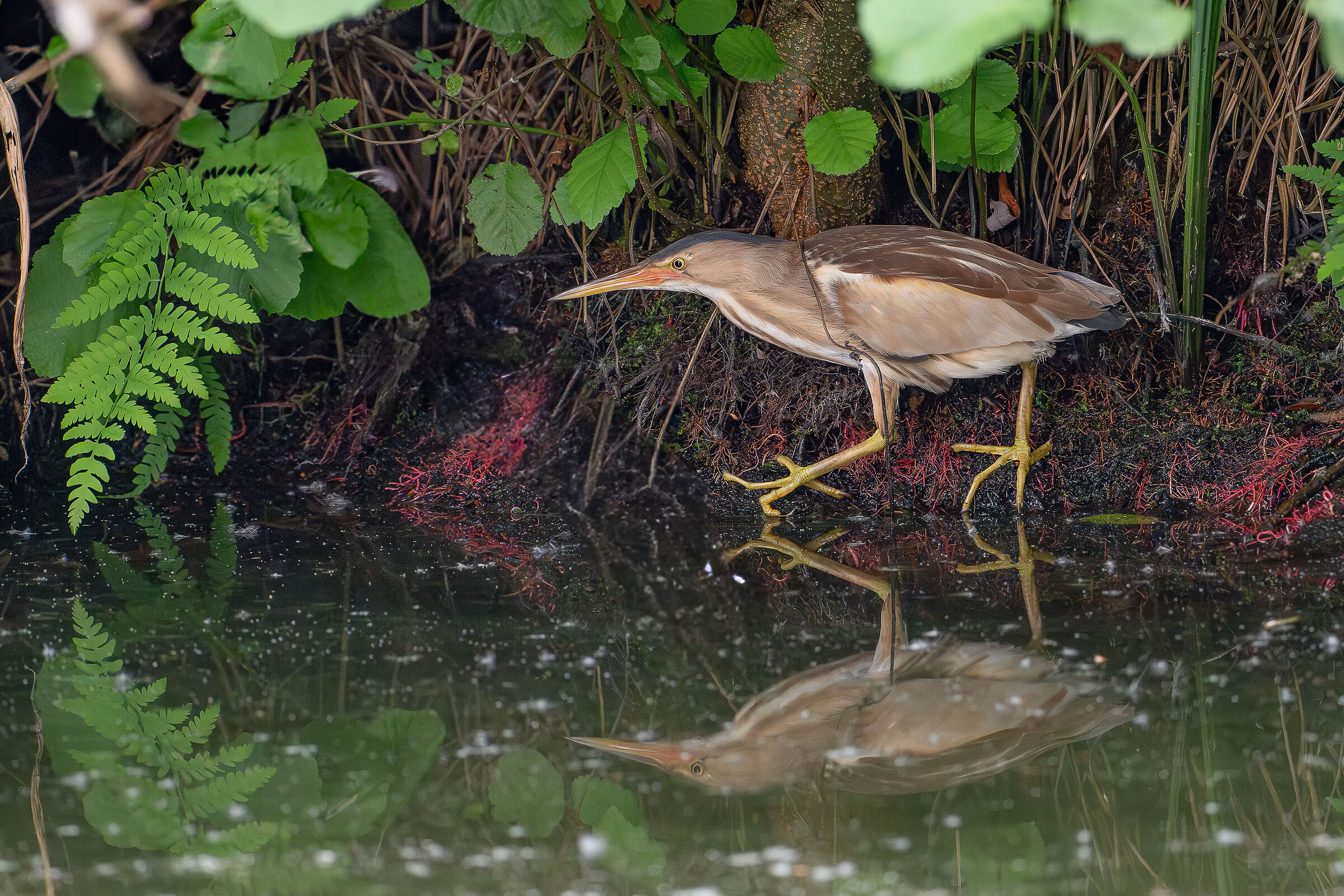 Little bittern