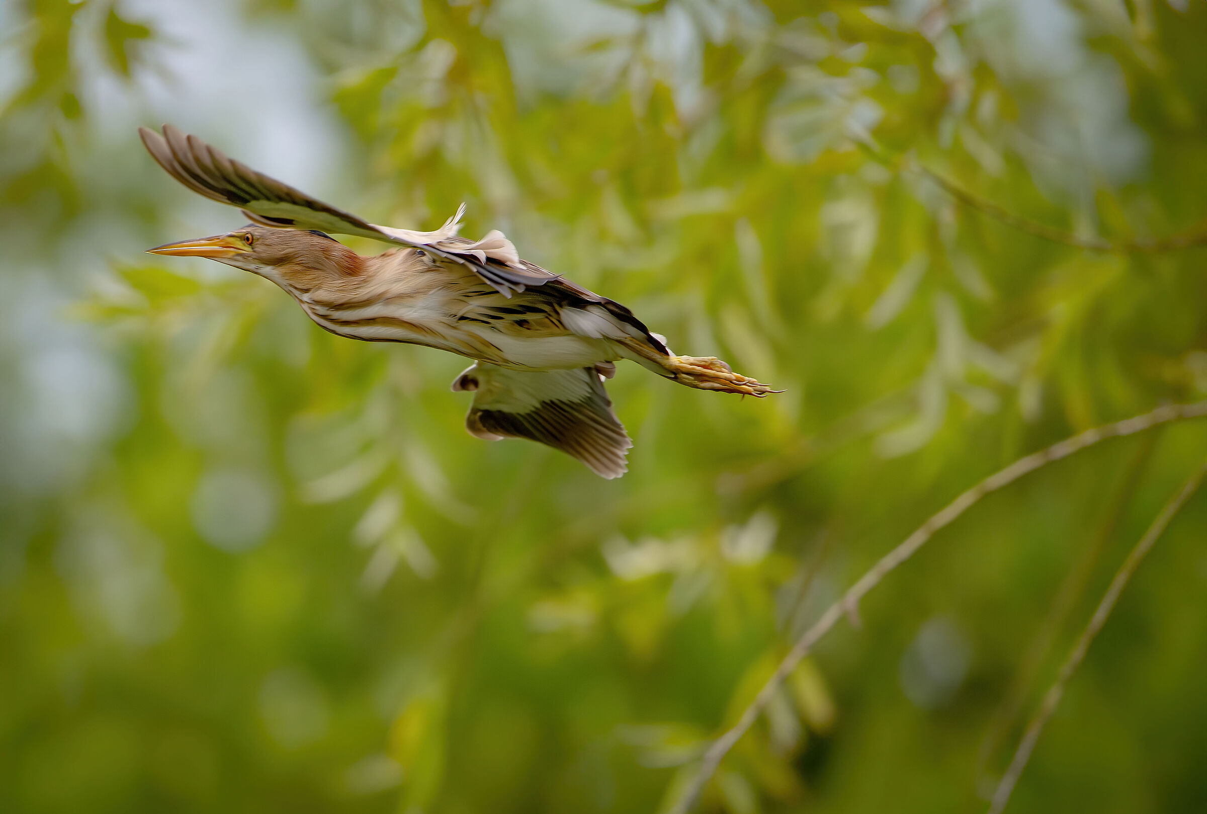 Little bittern