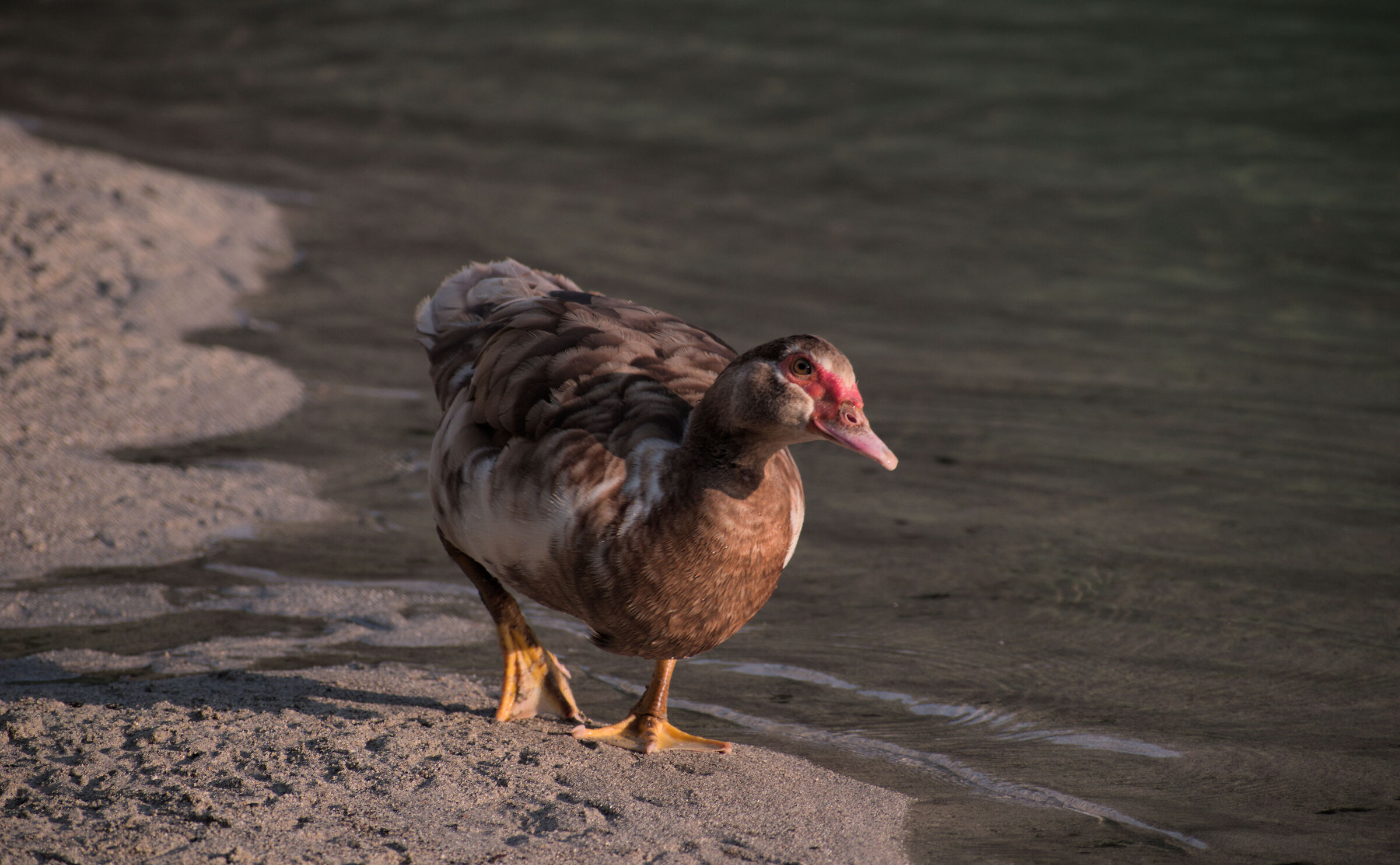 Anatra (Cividale del Friuli)