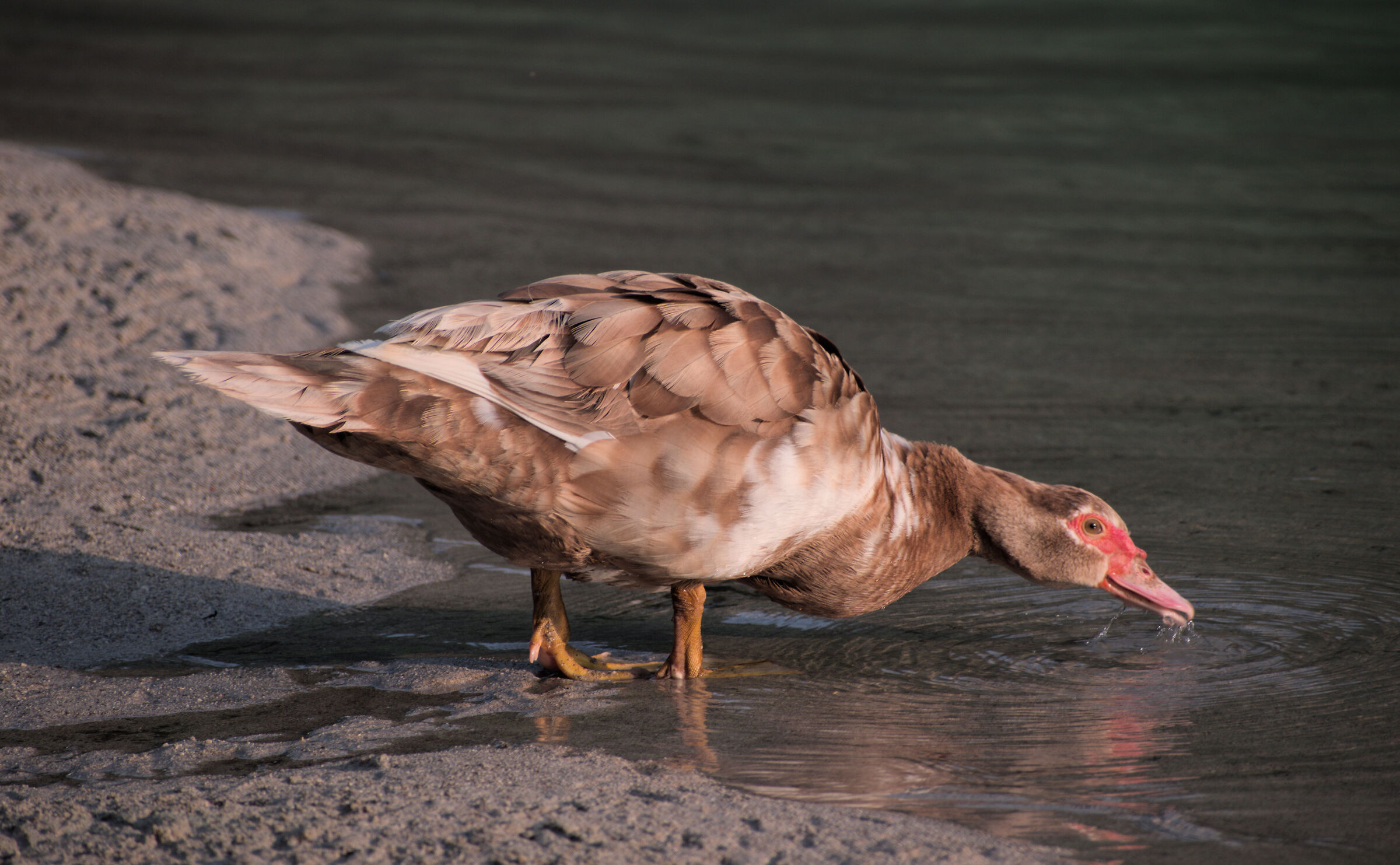 Anatra (Cividale del Friuli)