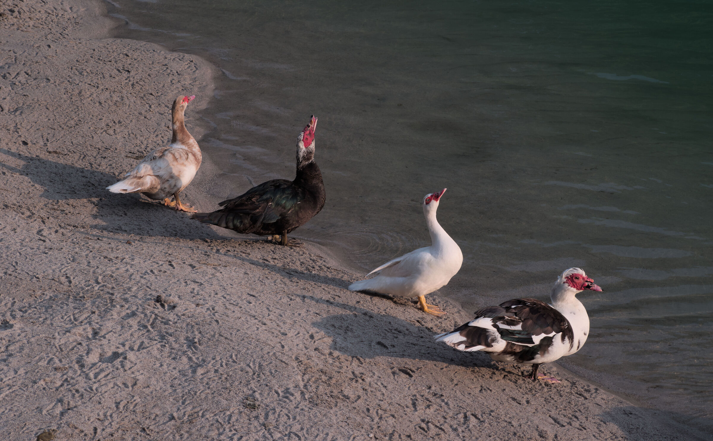 Anatre (Cividale del Friuli)