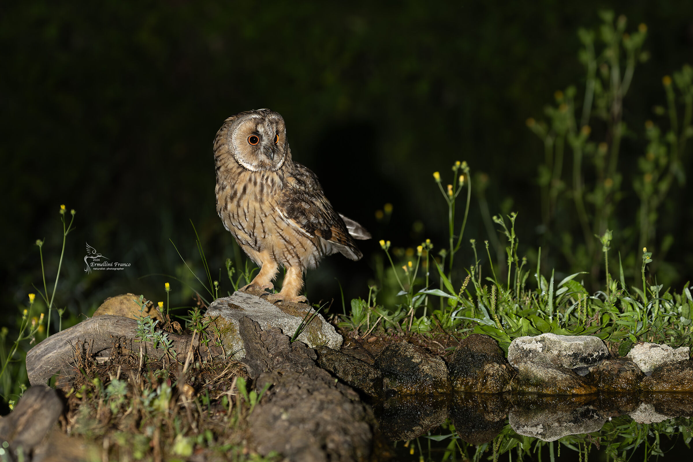 Long-eared owl