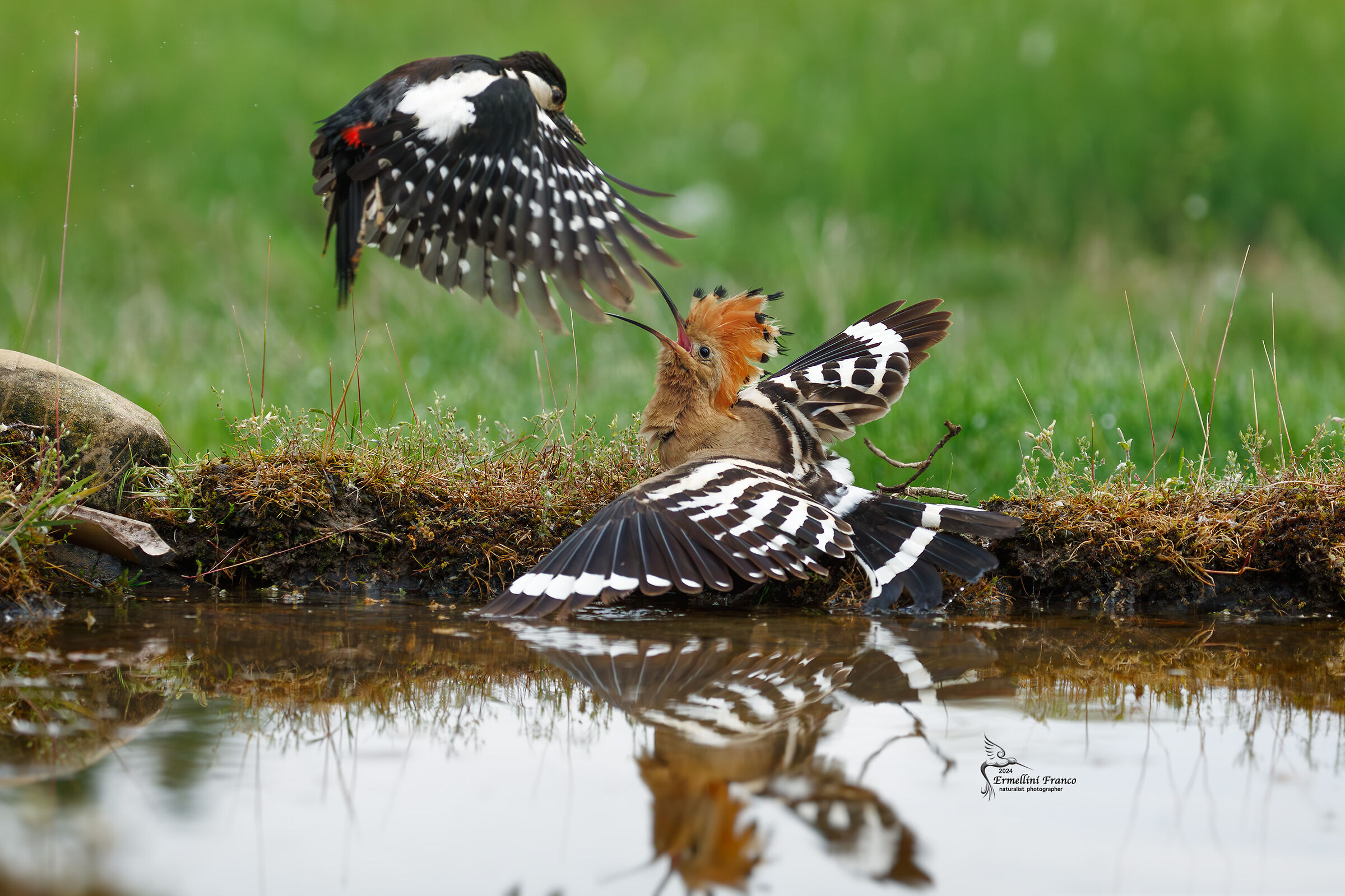 Hoopoe