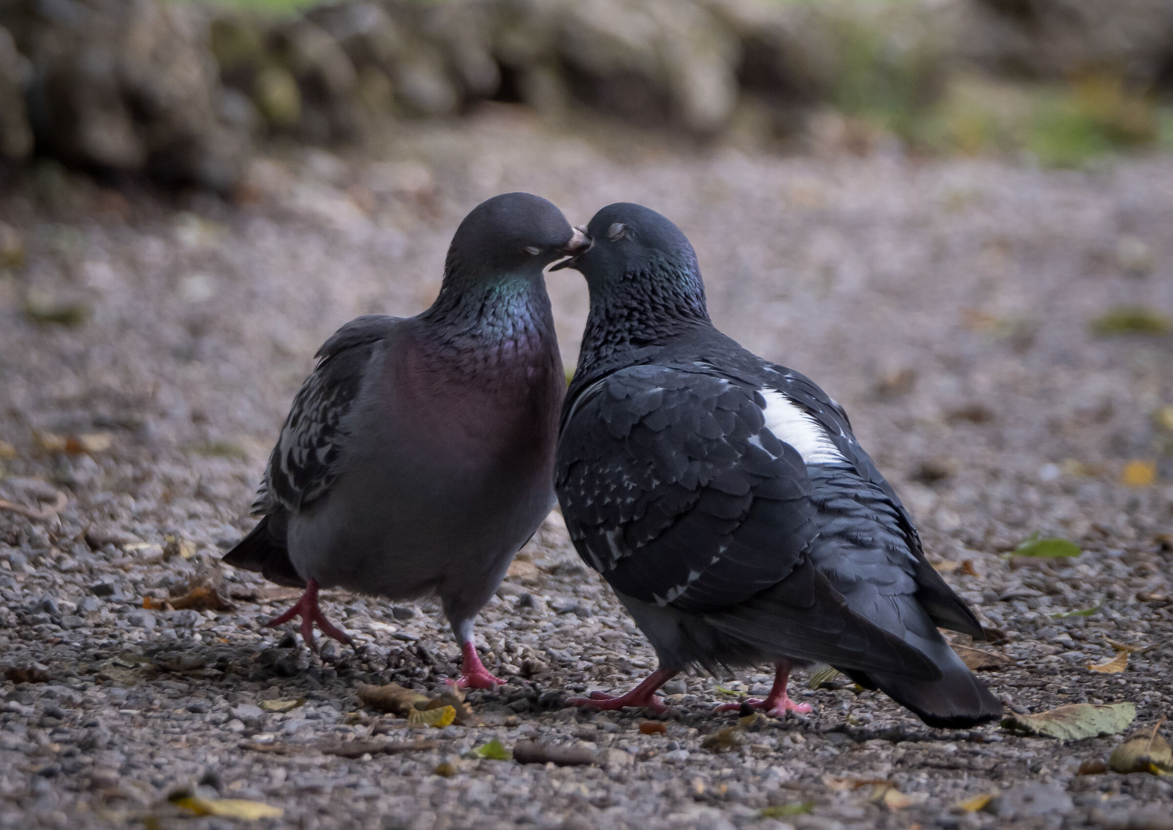 Bird Love