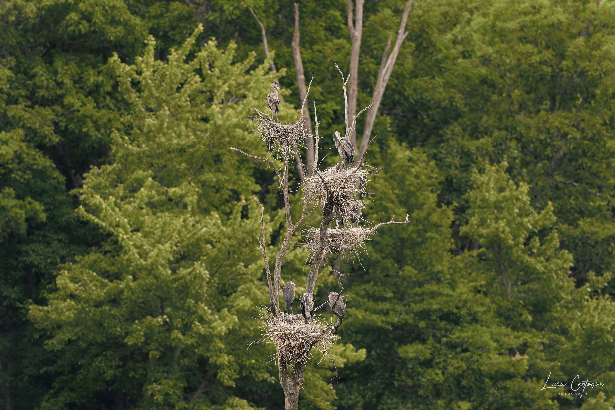 Urbanizzazione selvaggia ....