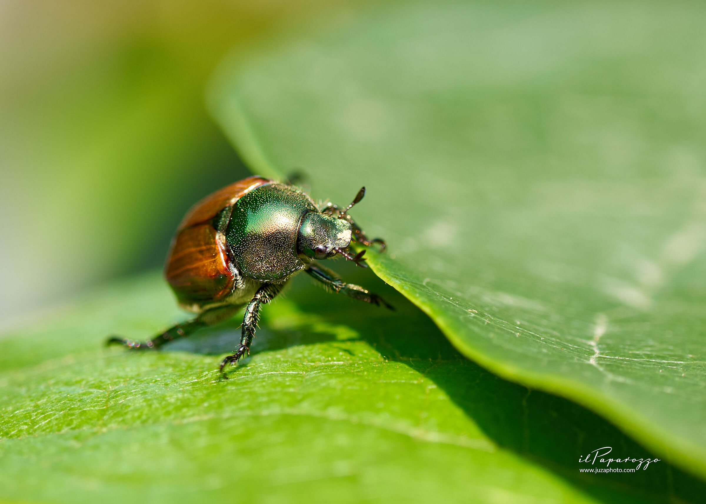 Coleottero - specie: Popillia Japonica