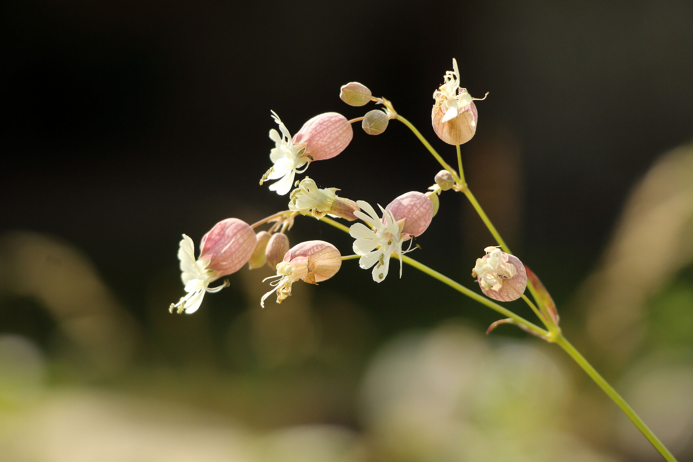 Silene vulgaris (Schioppettine)