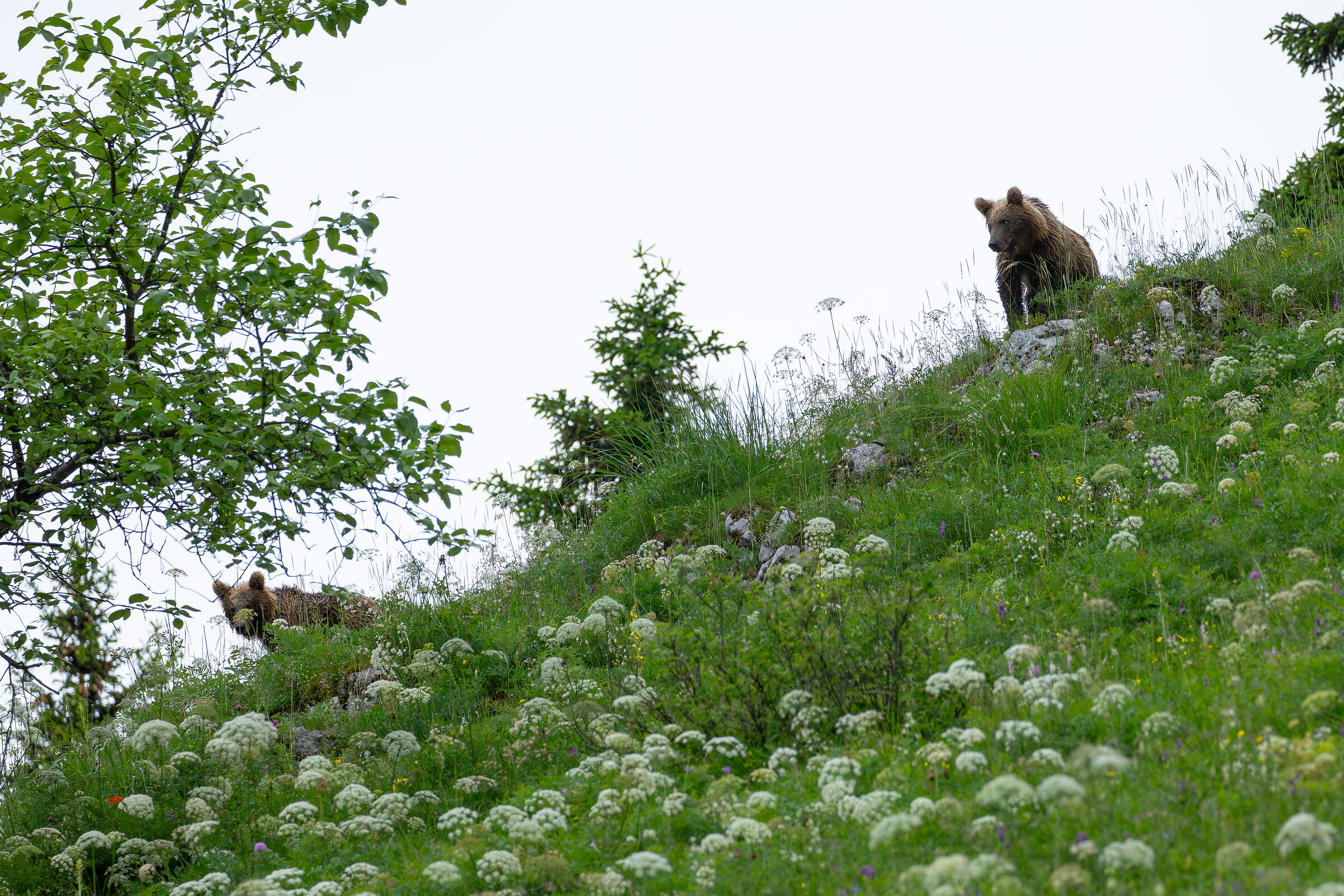 il timido e lo spavaldo