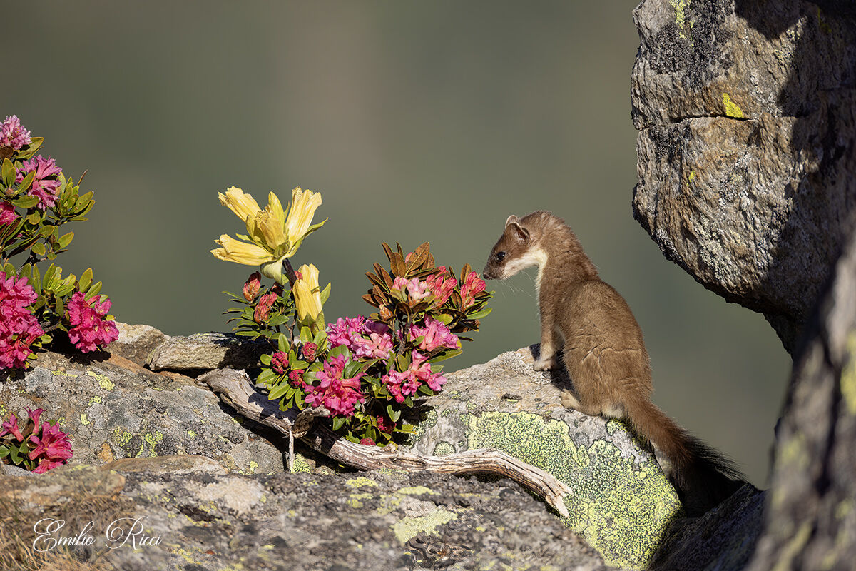 Profumo di primavera