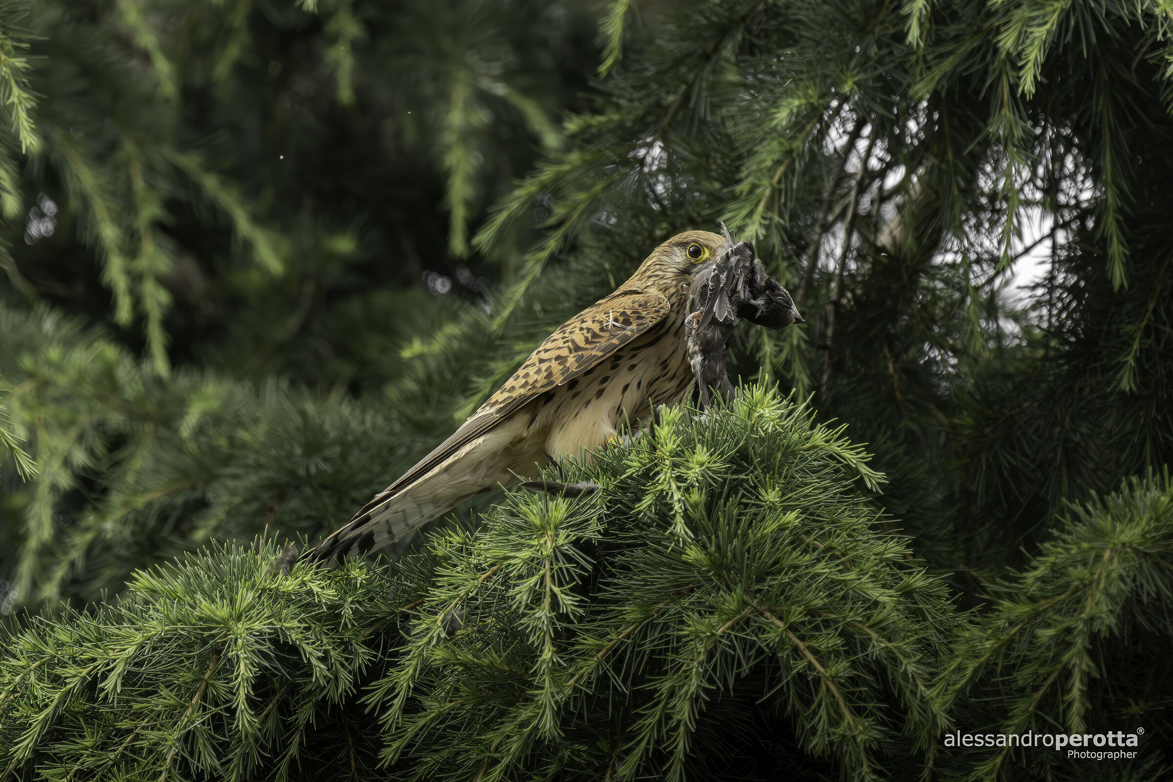 Falco tinnunculus
