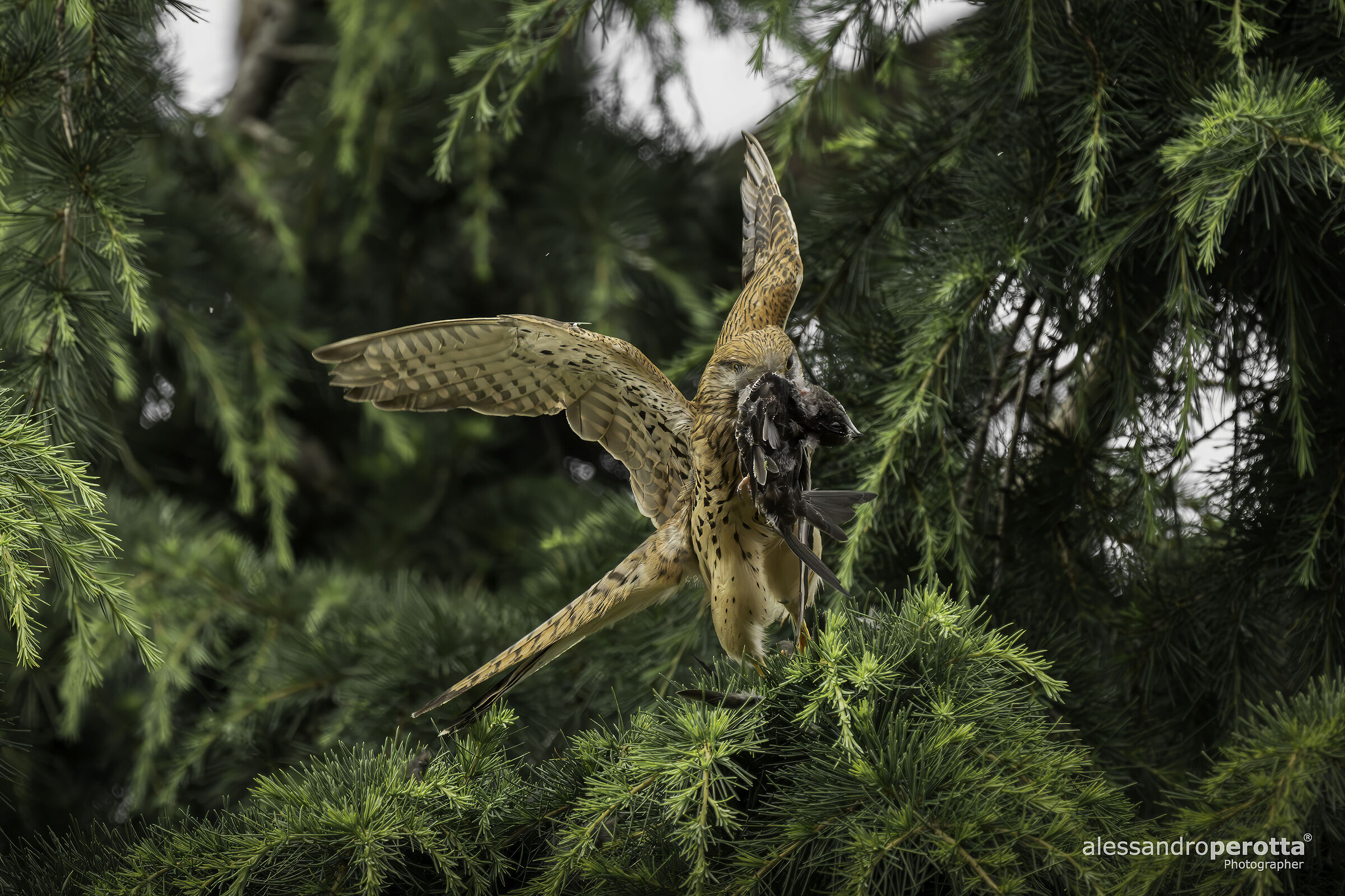 Falco tinnunculus