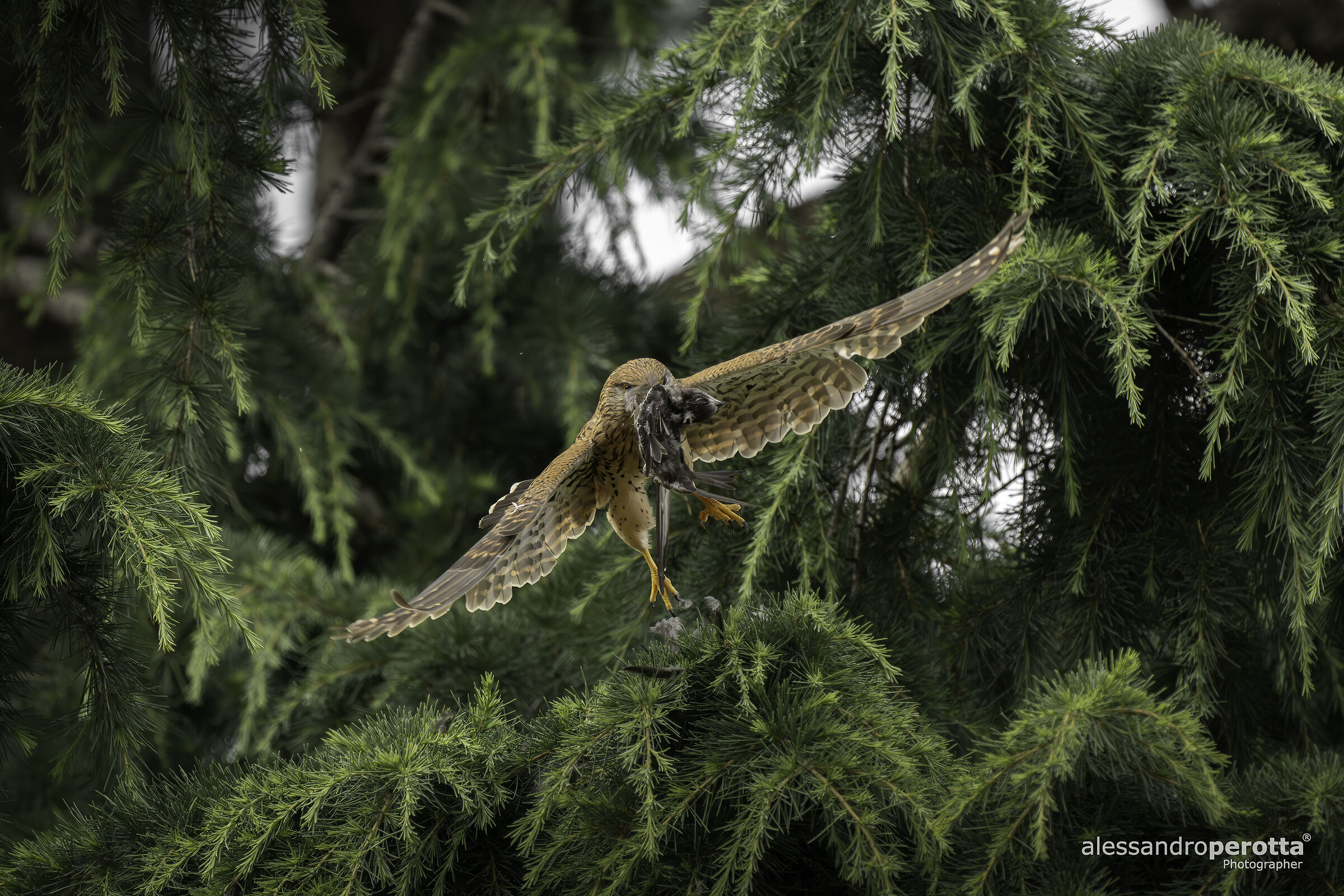 Falco tinnunculus