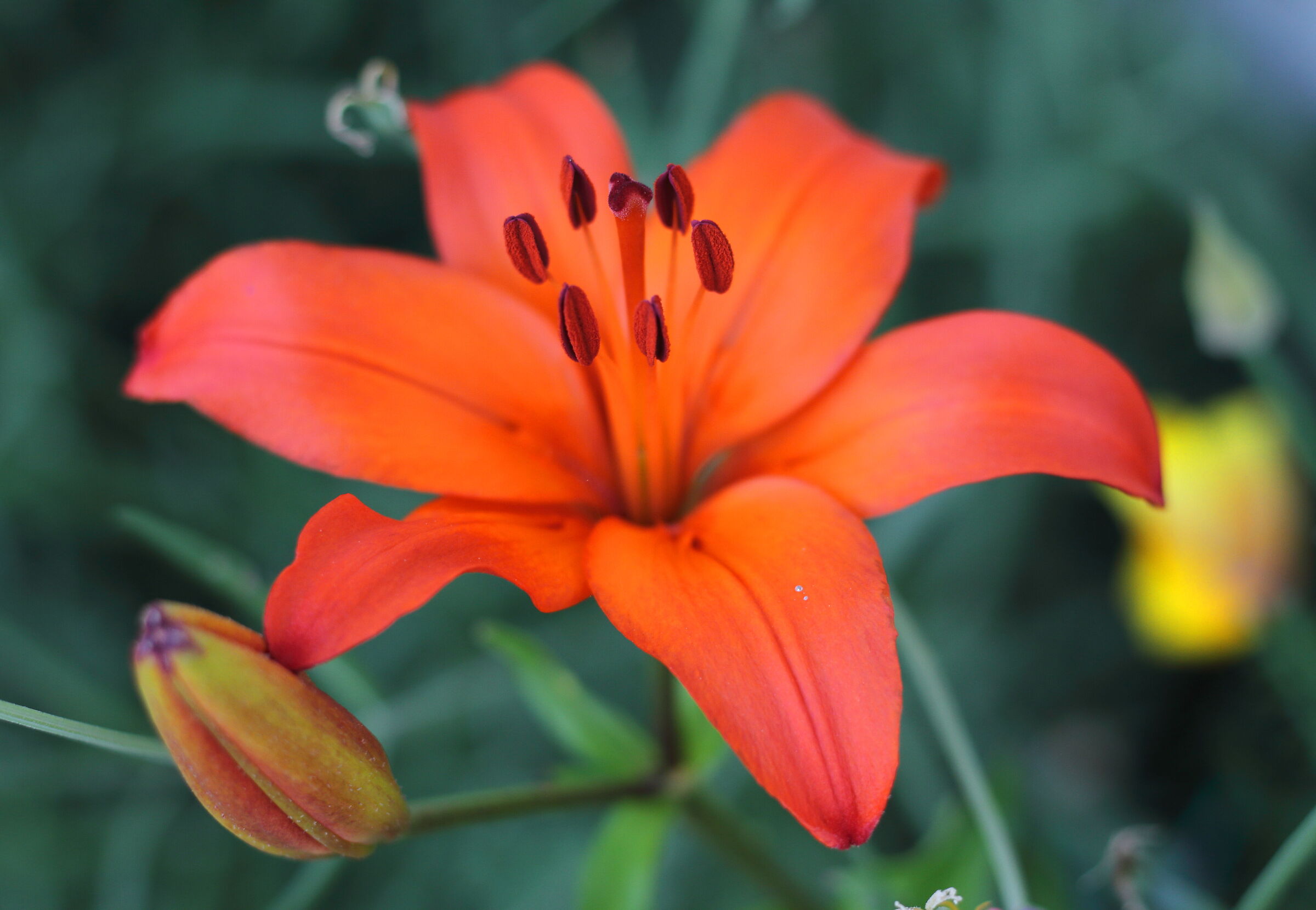 Orange Lily