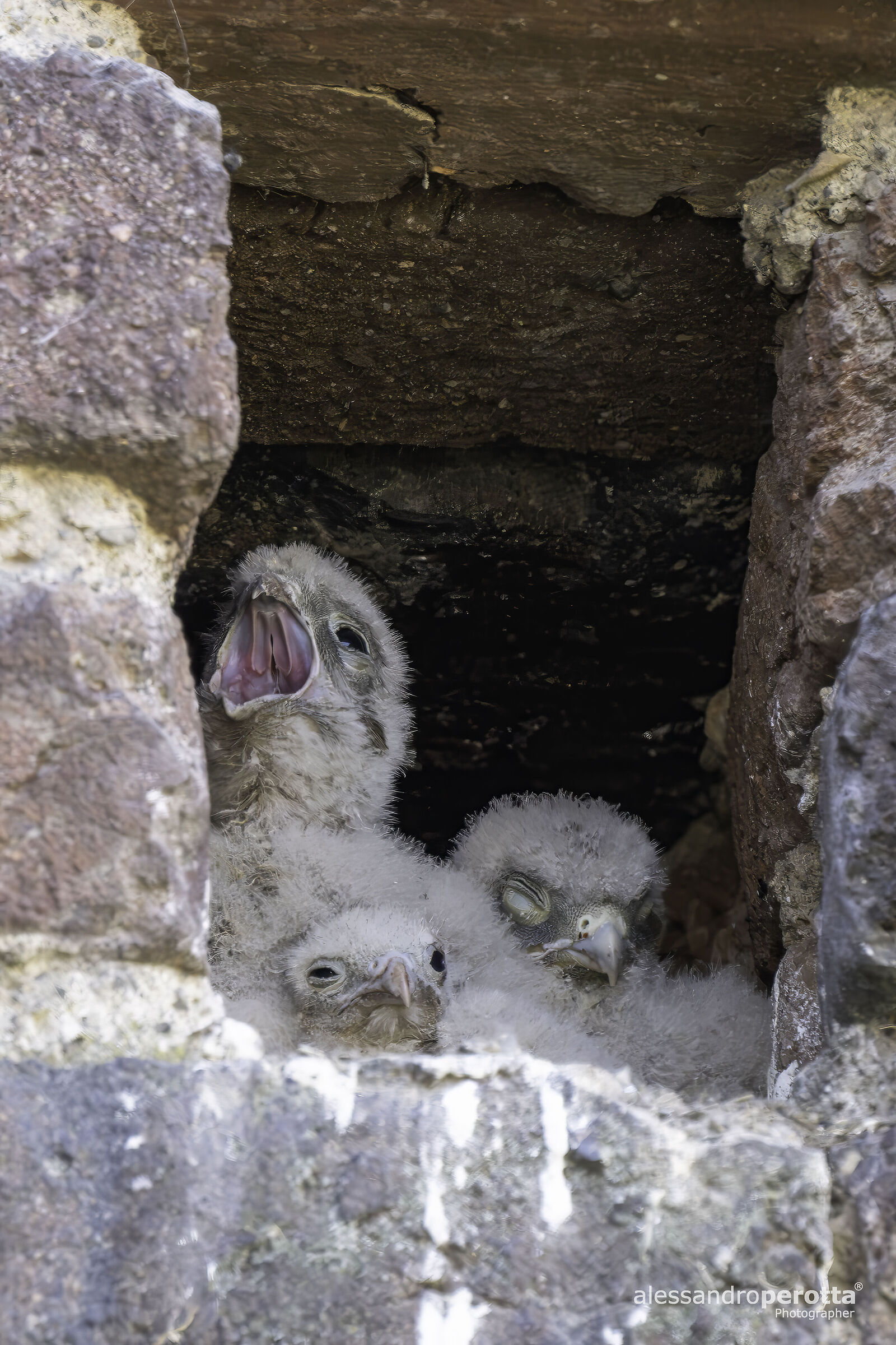 Falco tinnunculus