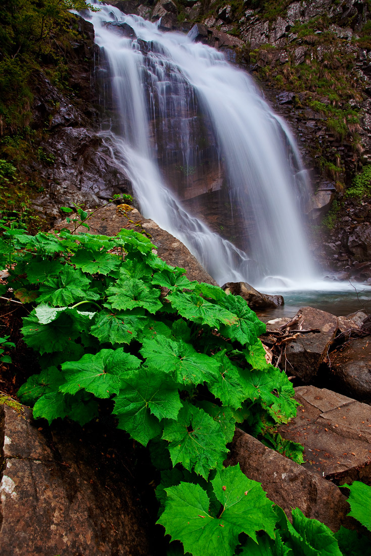 waterfall and leaf