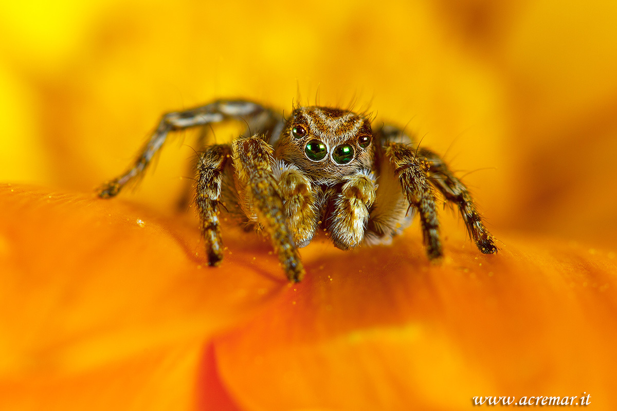 Aelurillus v insignitus