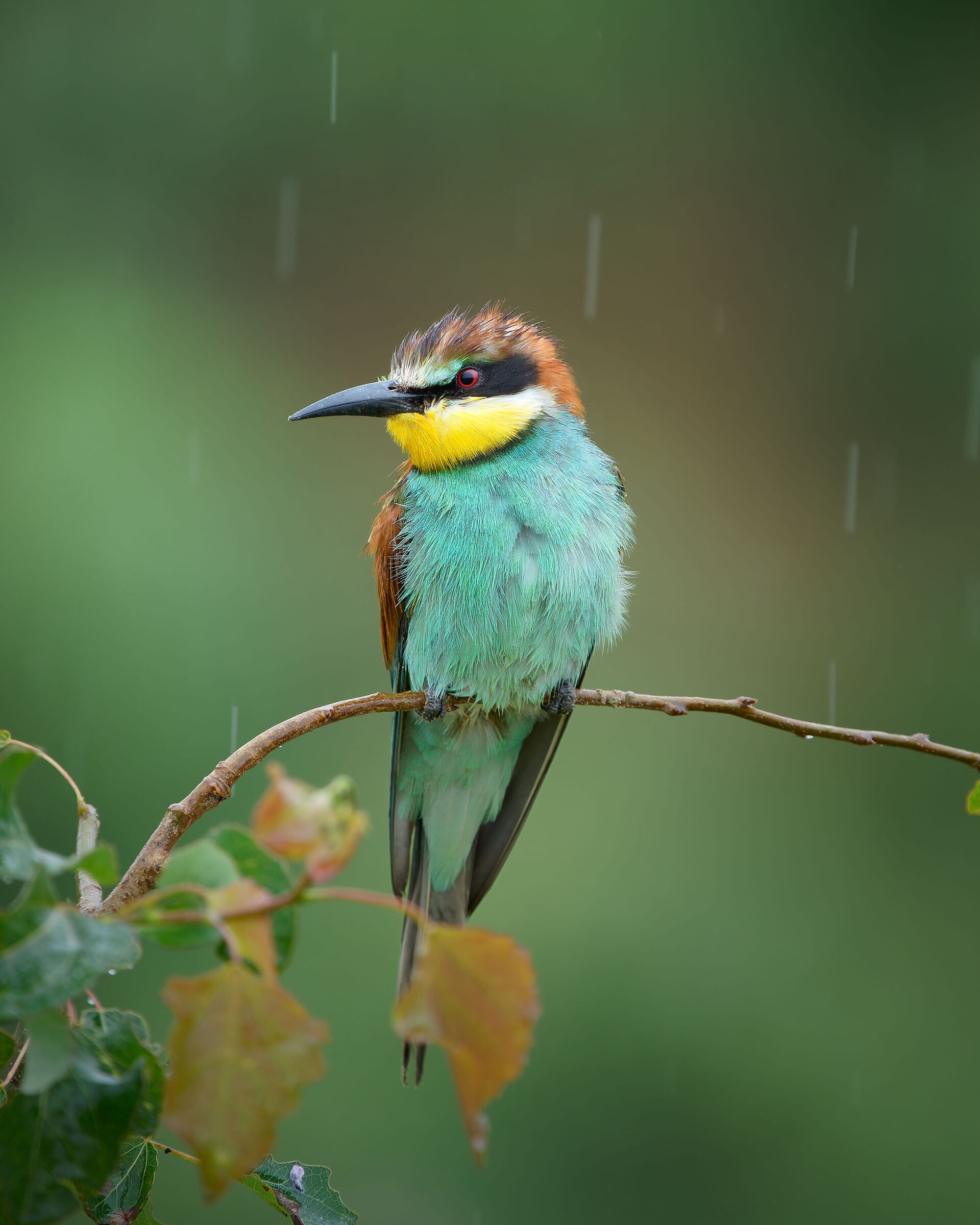 Gruccione in attesa delle giornate di sole