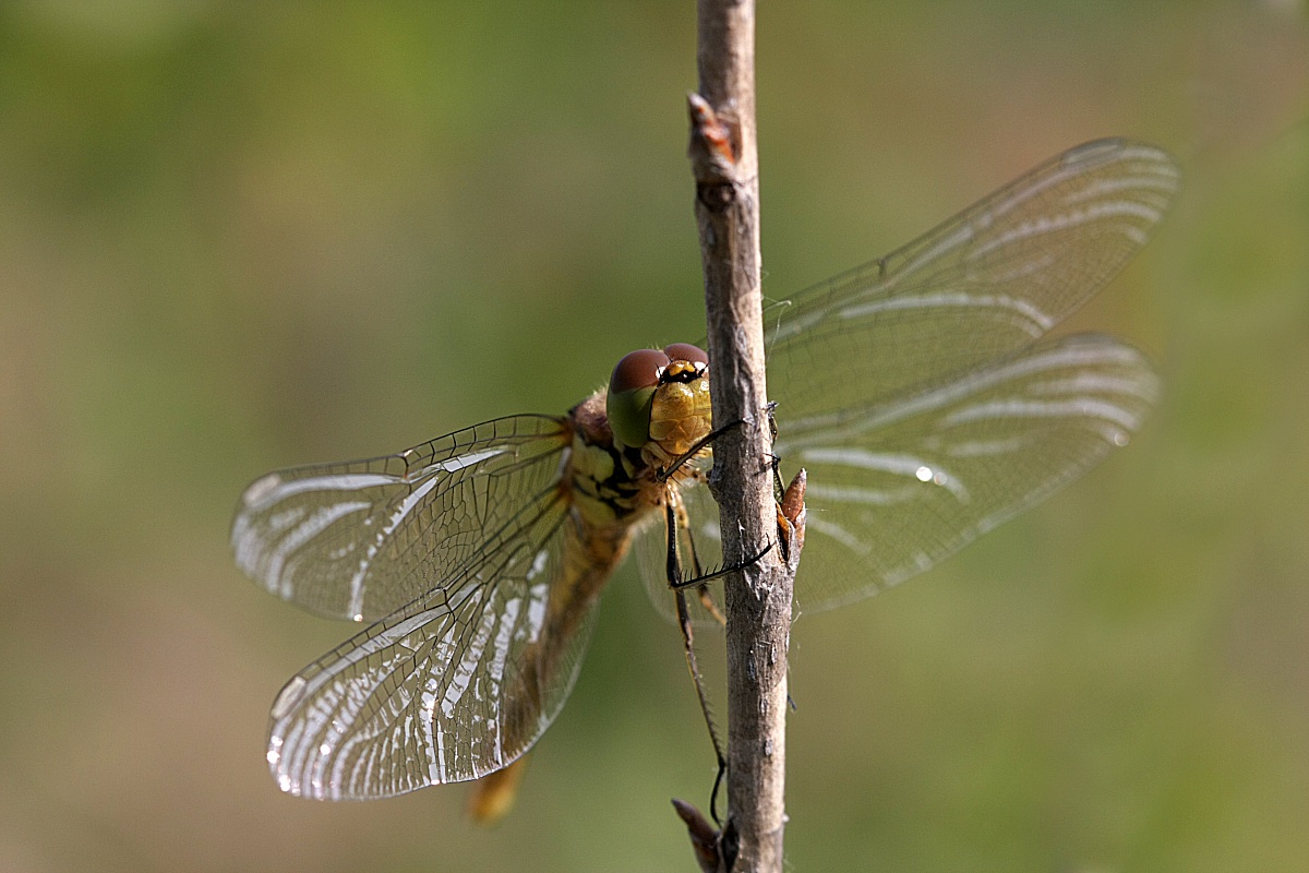 libellula