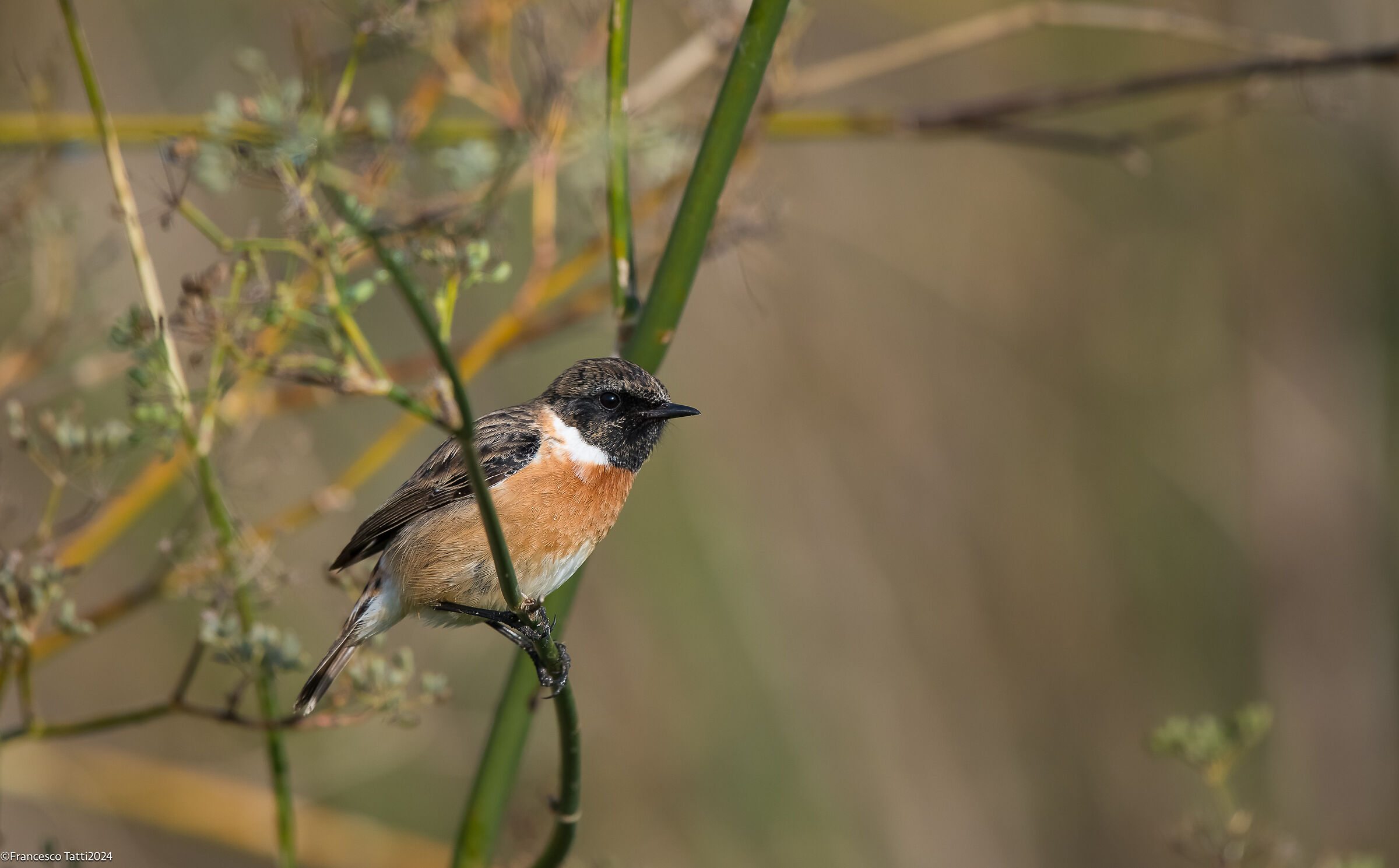 Male Stonechatter