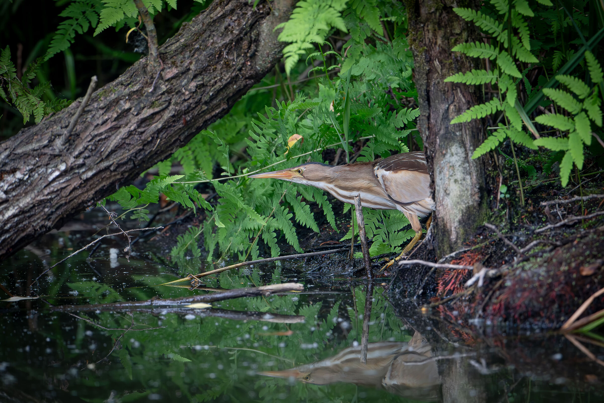 Little bittern