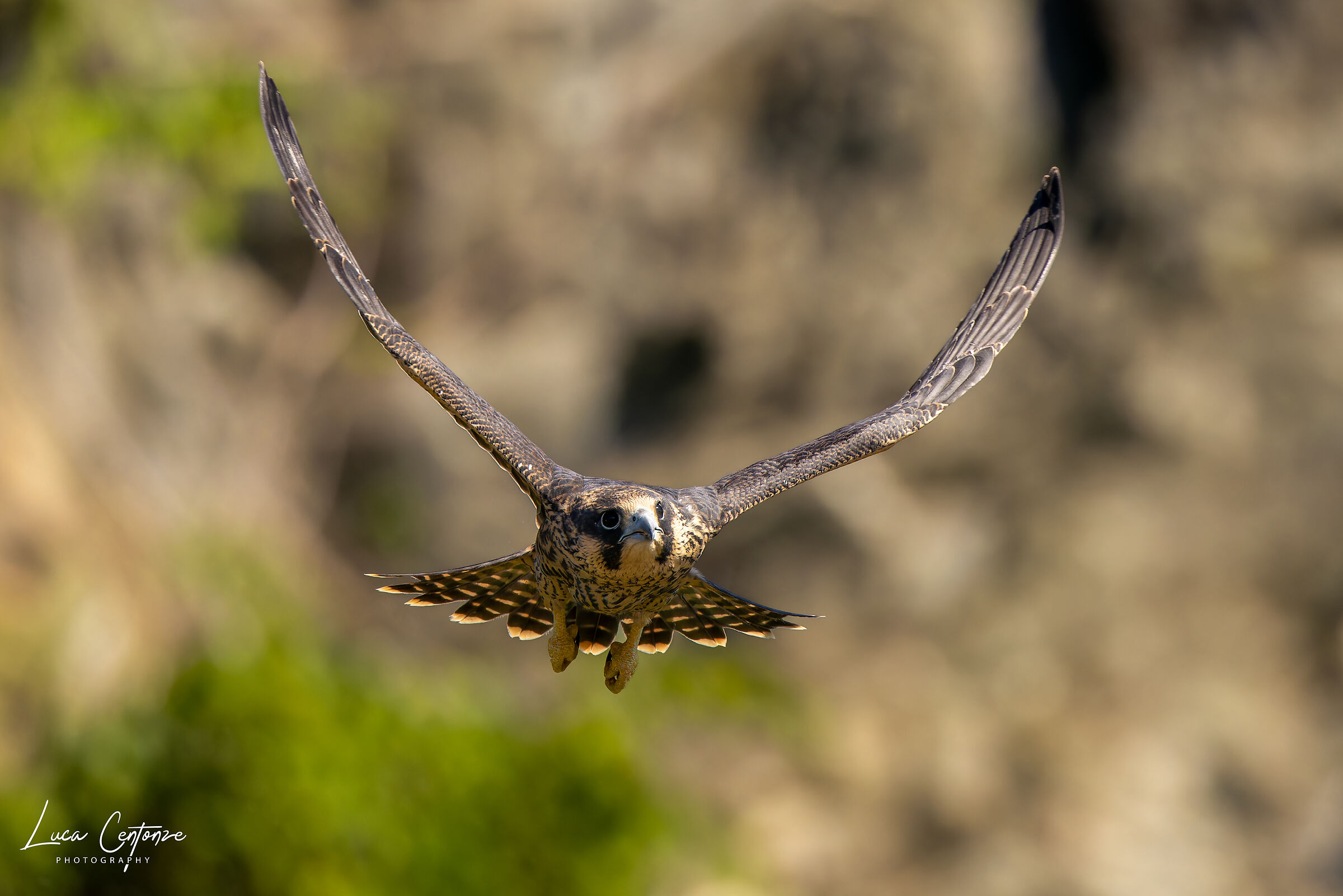 Giovane Falco Pellegrino