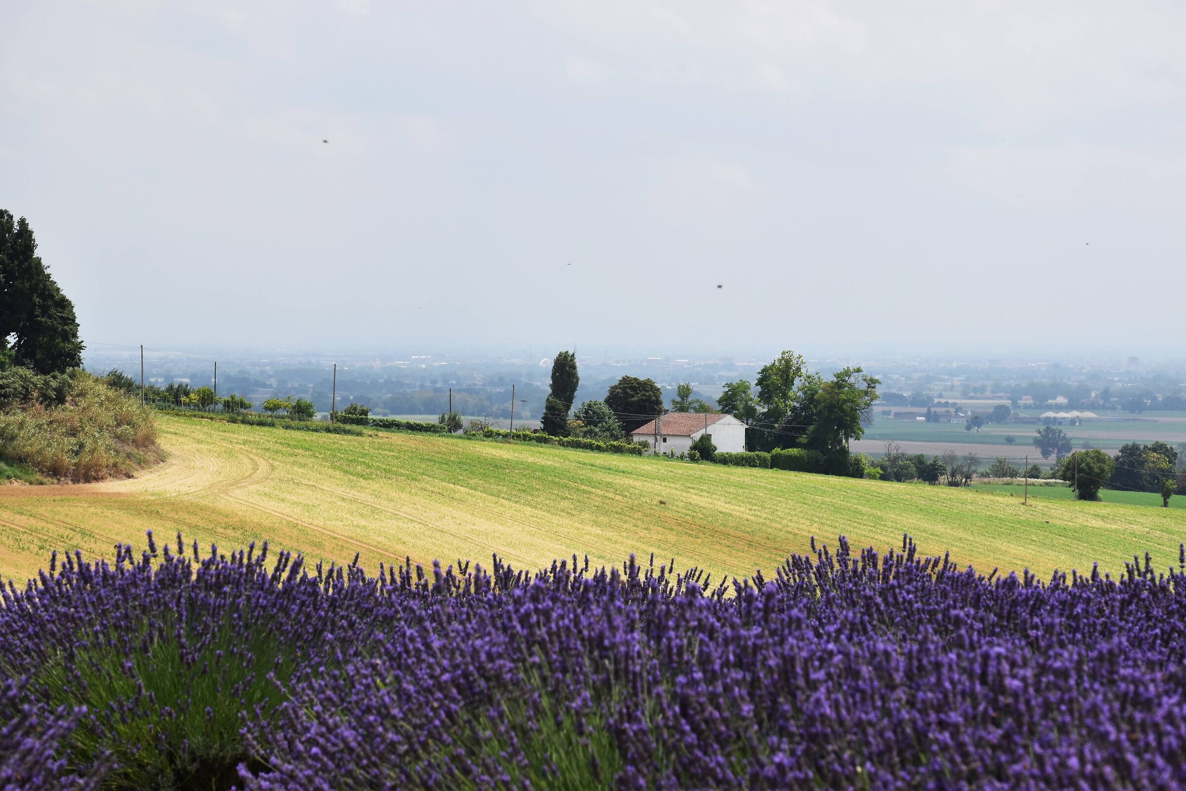 Lavanda a Quargnento (al)