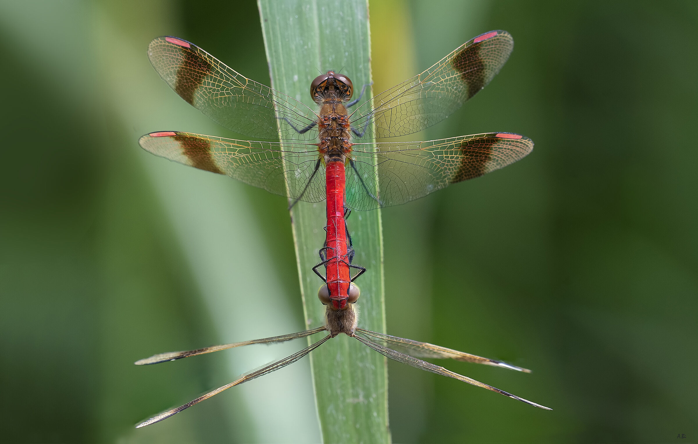 Sympetrum pedemontanum