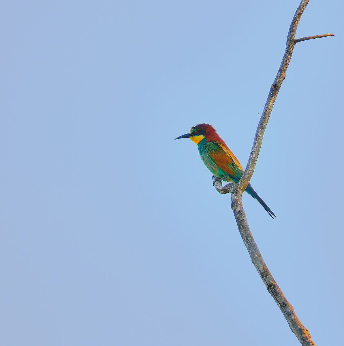 Bee-eater