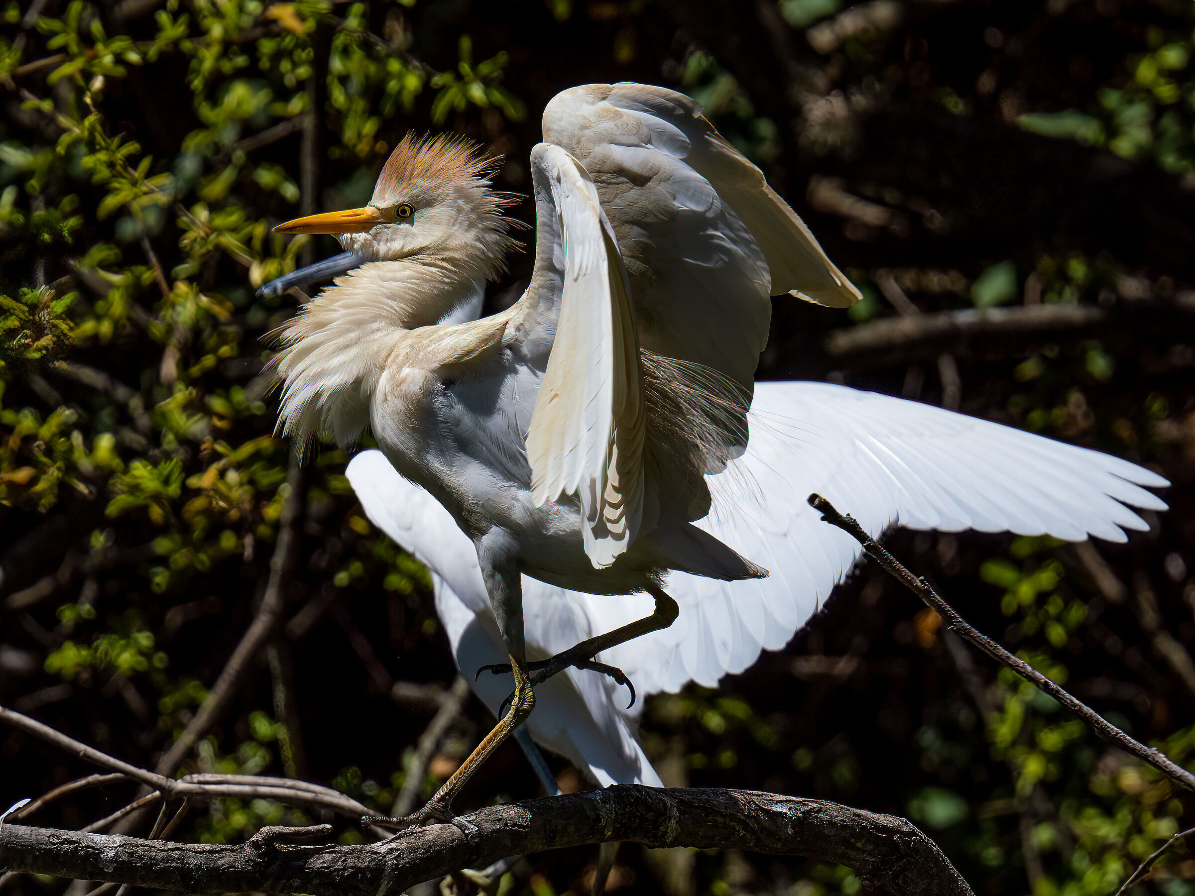 Cattle egret