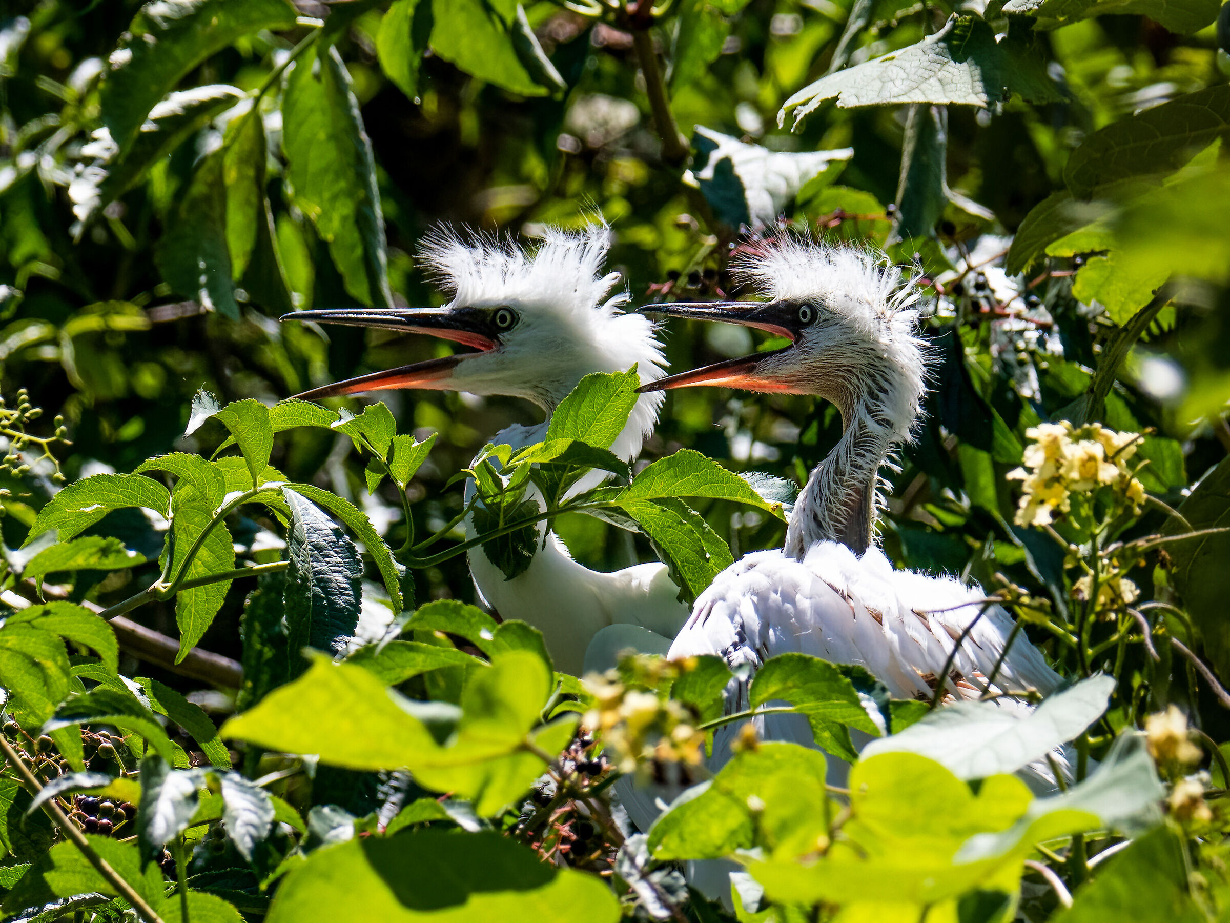 Egret chicks