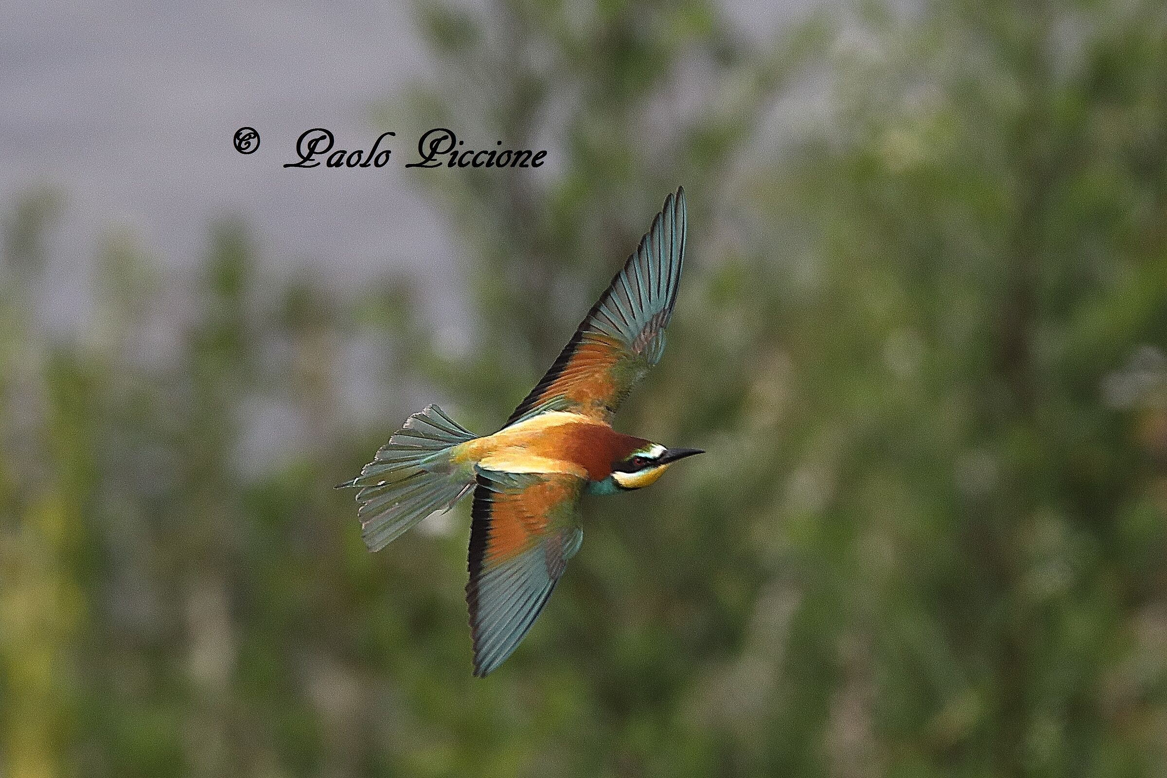 Bee-eater
