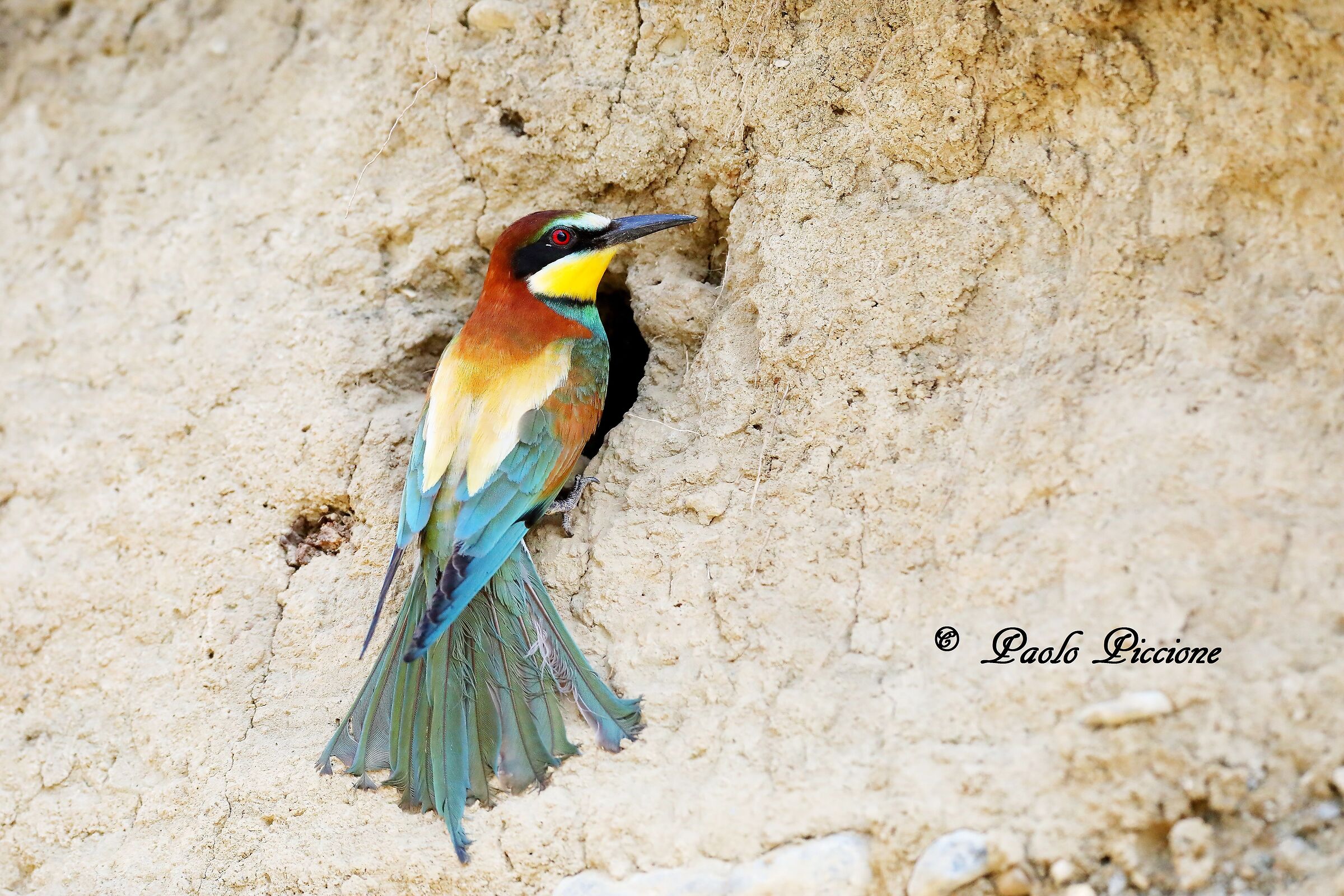Bee-eater