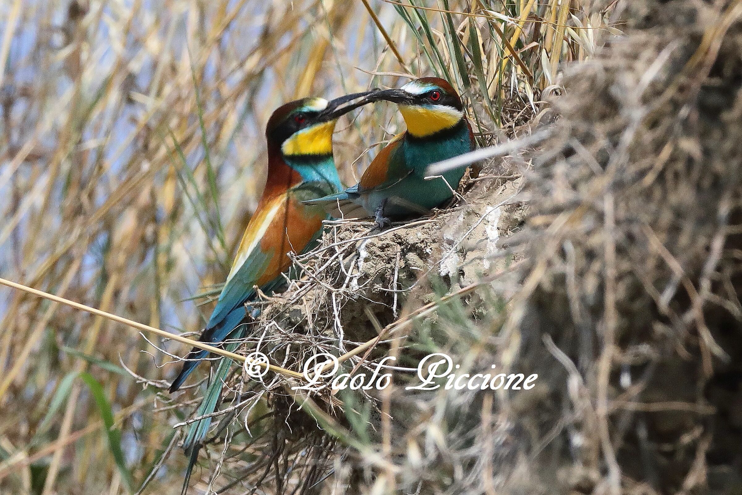 Bee-eaters