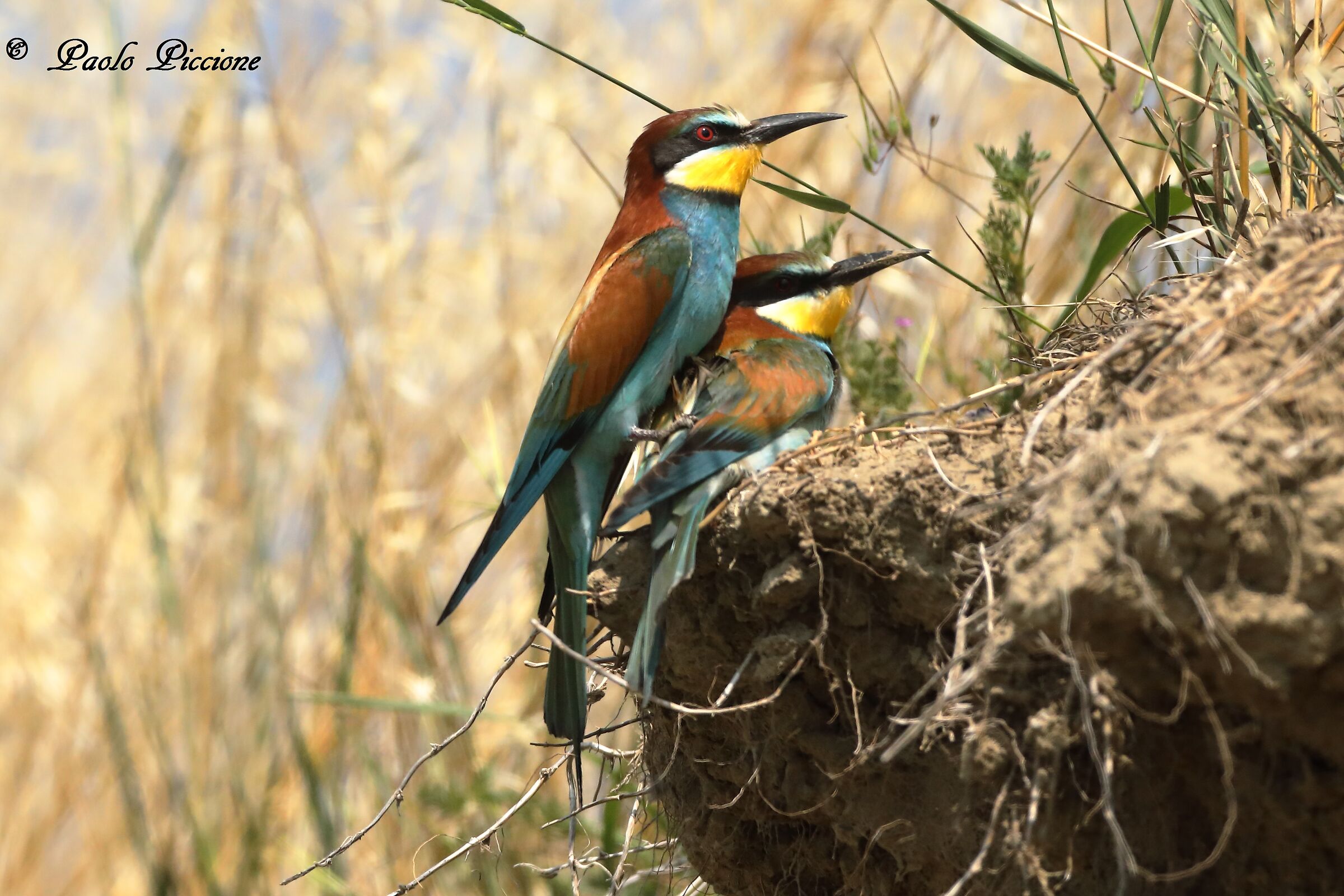 Bee-eaters