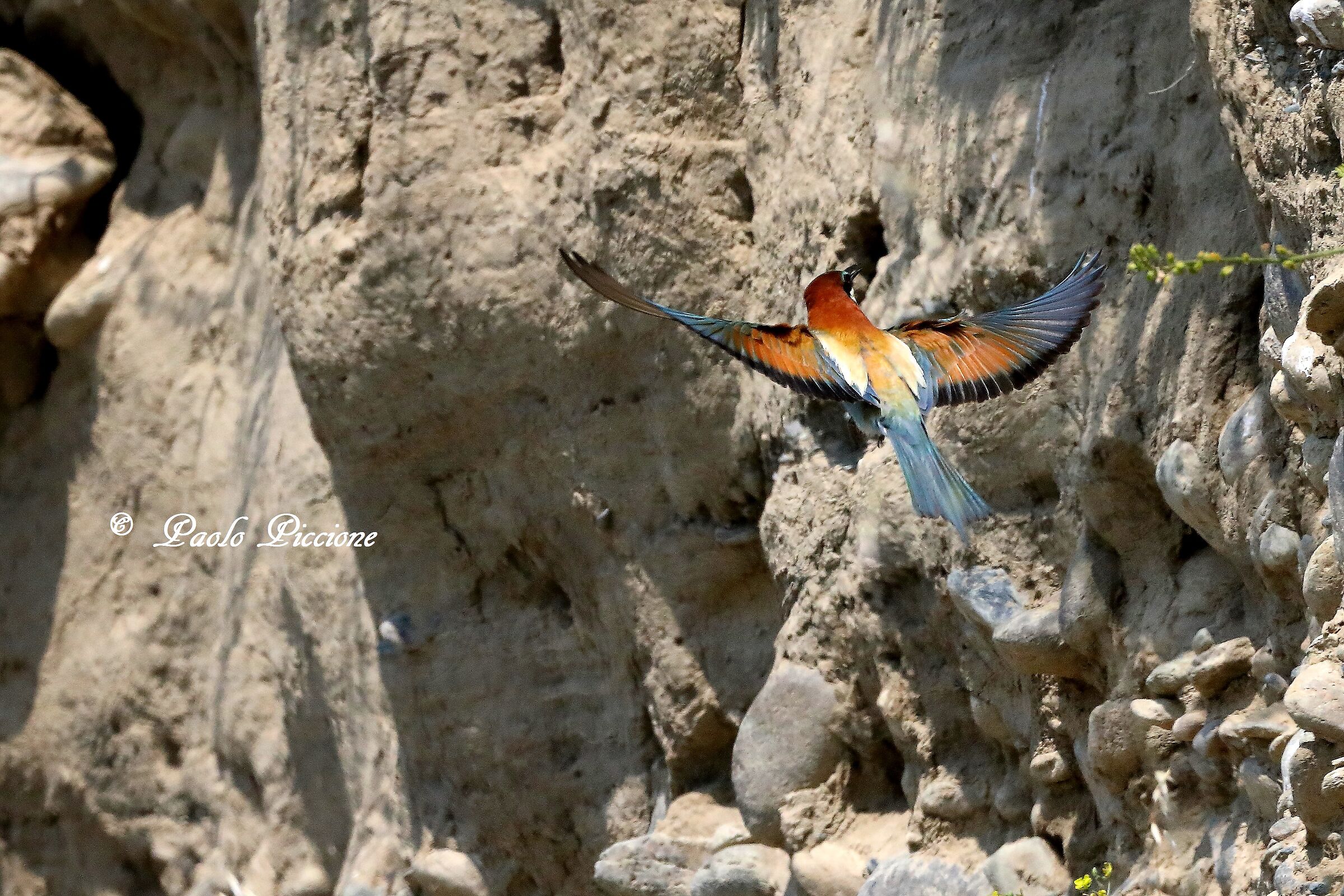 Bee-eaters