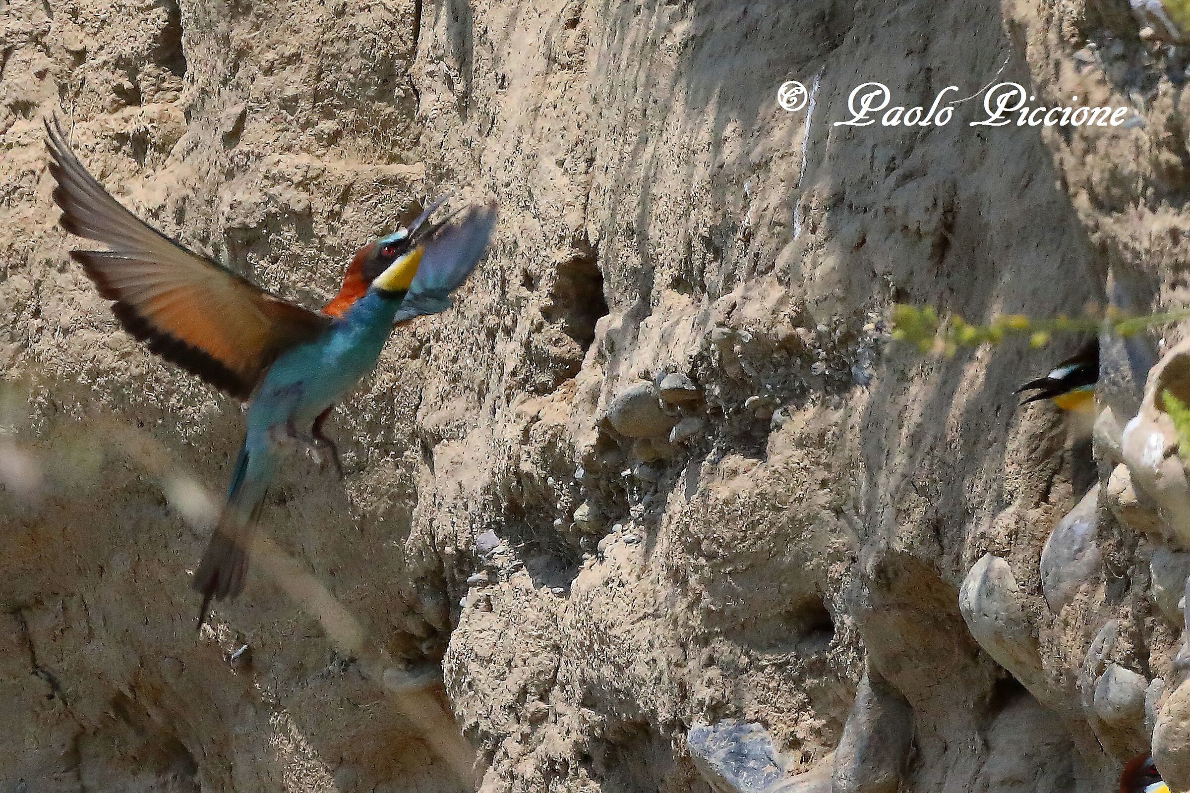 Bee-eaters