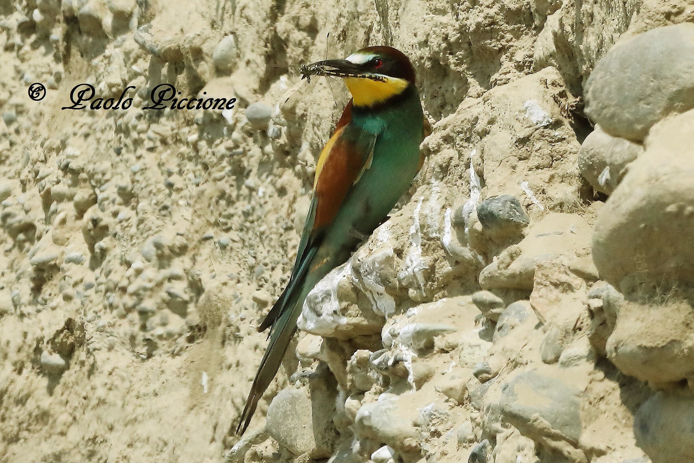 Bee-eaters